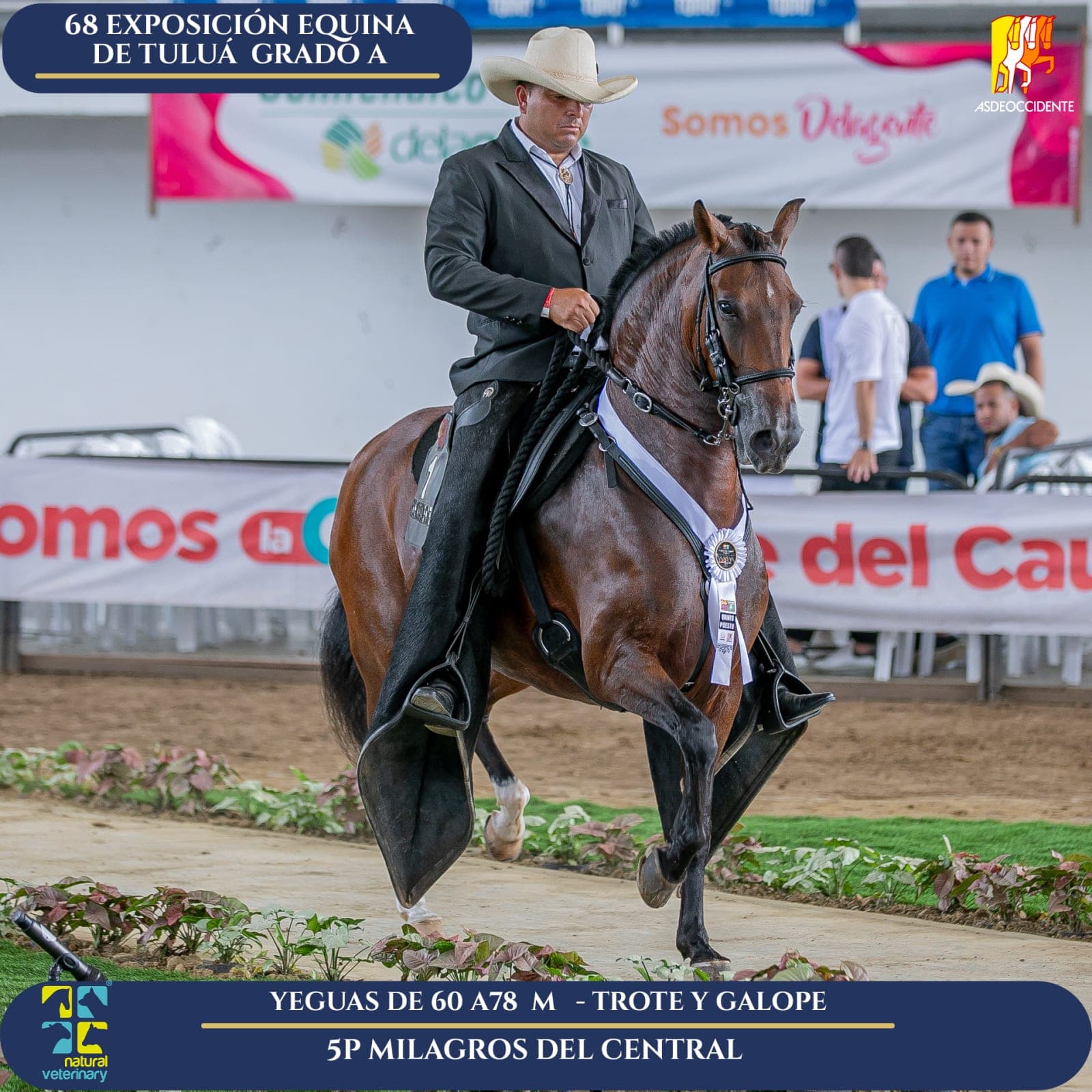 Foto de Milagros del Central, Yegua, Criollo Colombiano, Trote y Galope (P1)