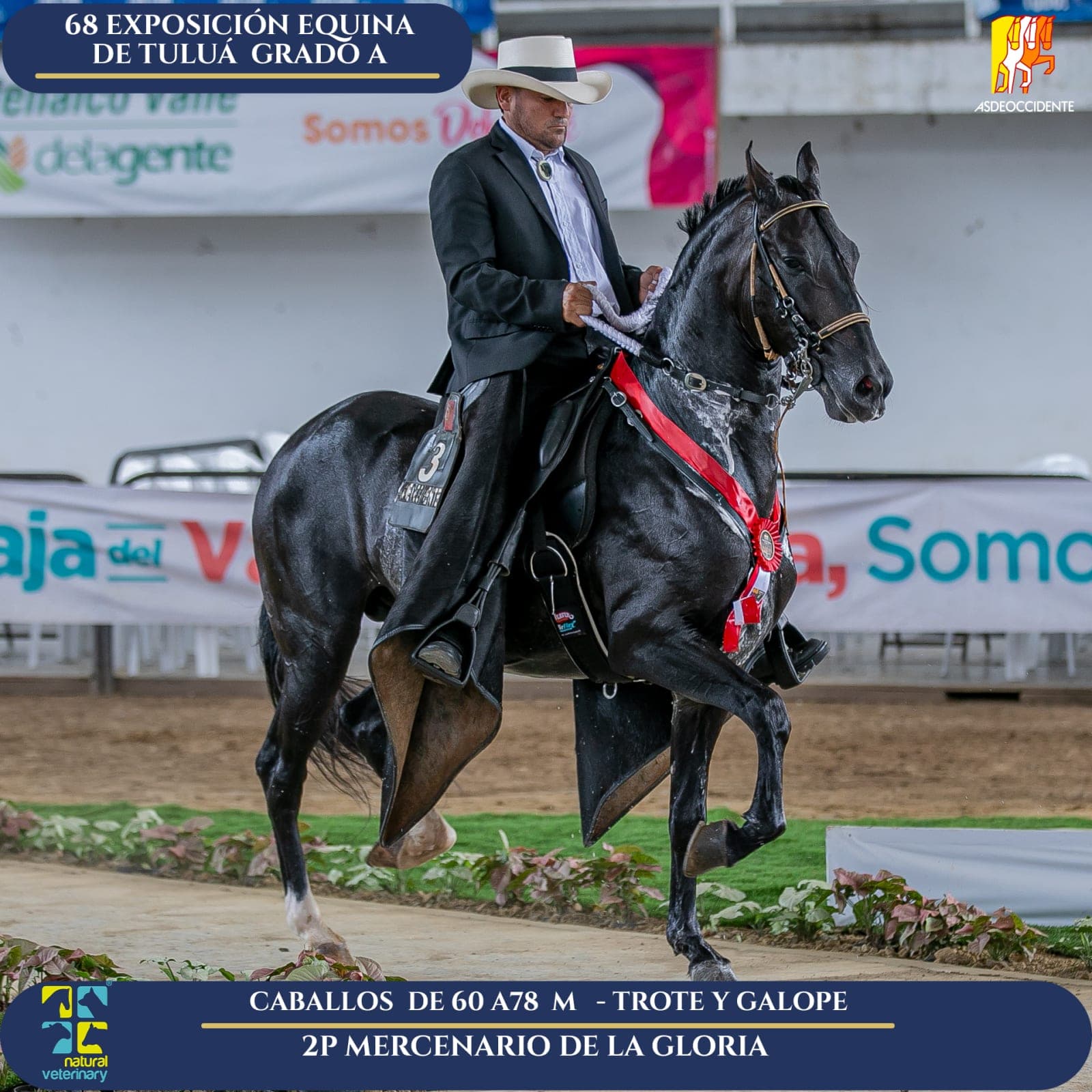 Foto de Mercenario de la Loria, Semental, Criollo Colombiano, Trote y Galope (P1)