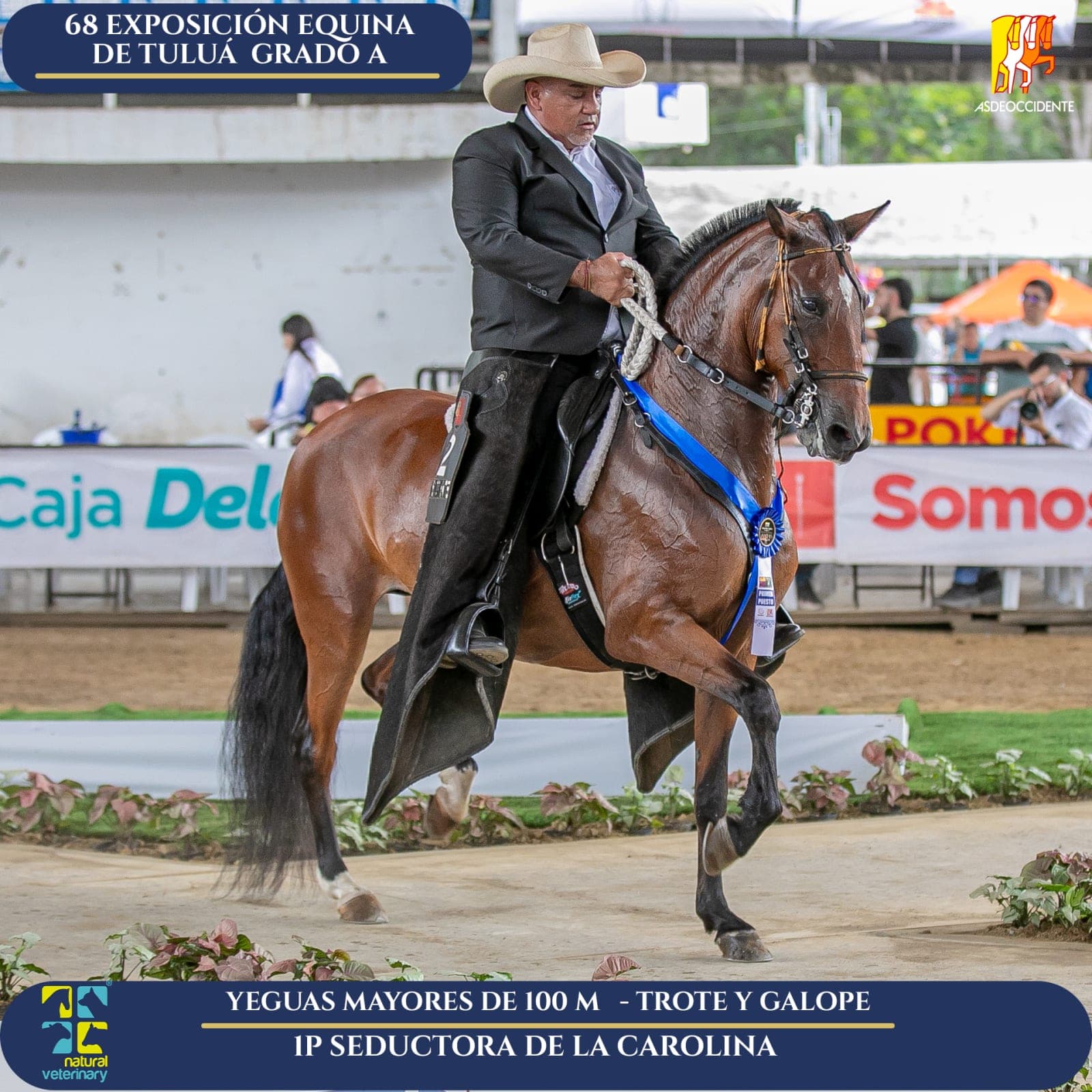 Foto de Seductora de la Carolina, Yegua, Criollo Colombiano, Trote y Galope (P1)