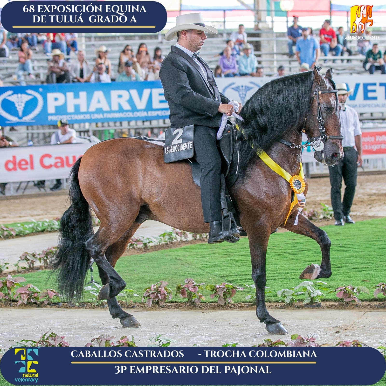 Foto de Empresario del Pajonal, Castrado, Criollo Colombiano, Trocha Pura Colombiana (P3)