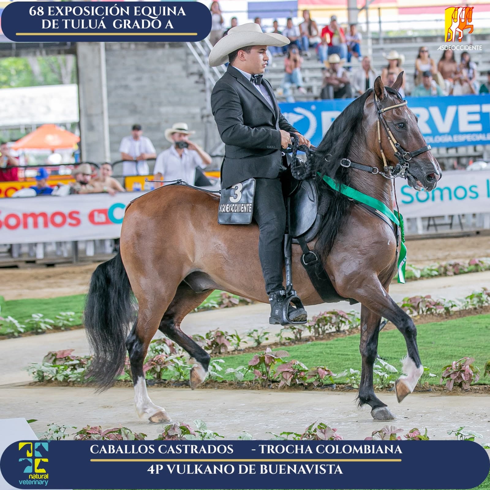 Foto de Vulkano de Buenavista, Castrado, Criollo Colombiano, Trocha Pura Colombiana (P3)