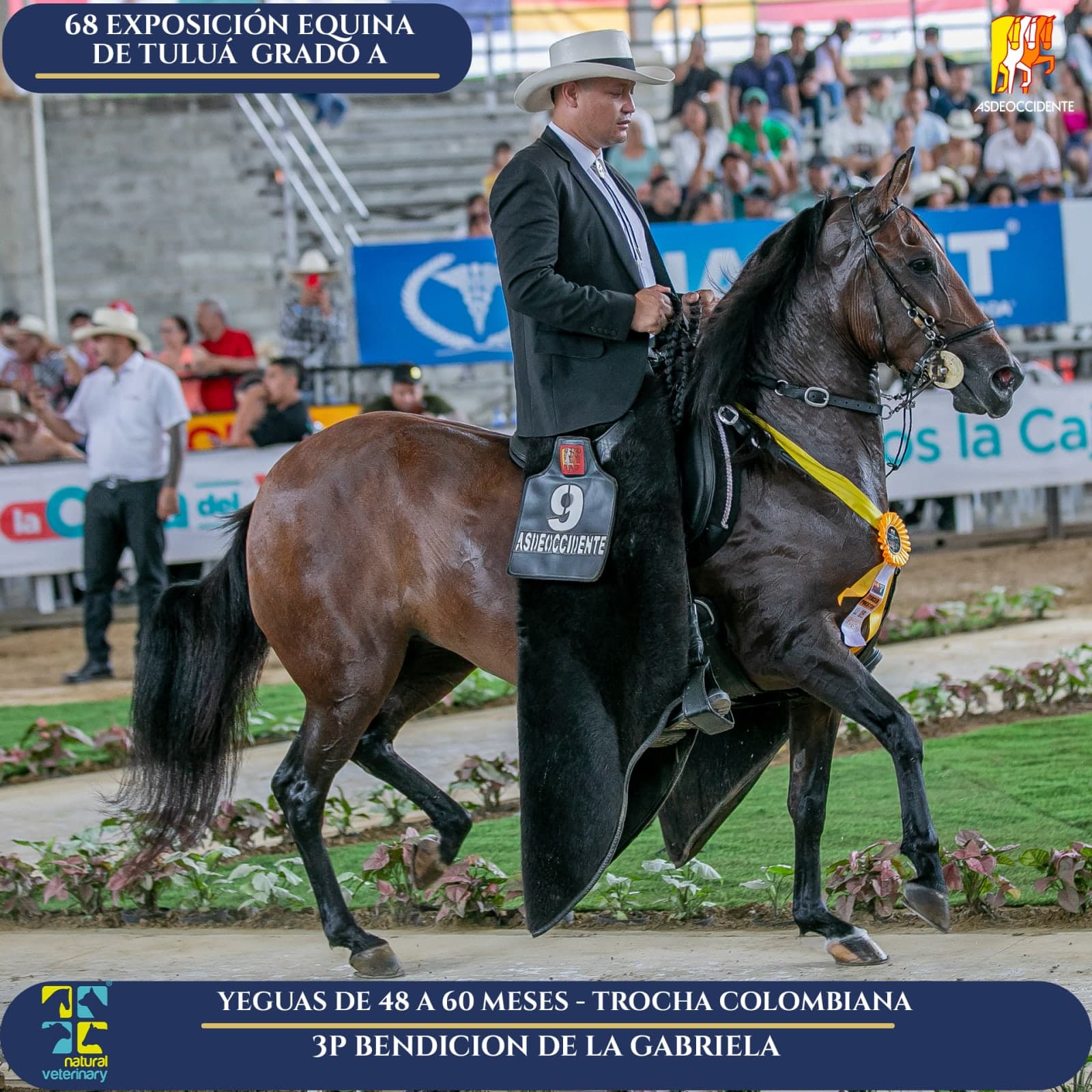 Foto de Bendicion de la Gabriela, Yegua, Criollo Colombiano, Trocha Pura Colombiana (P3)