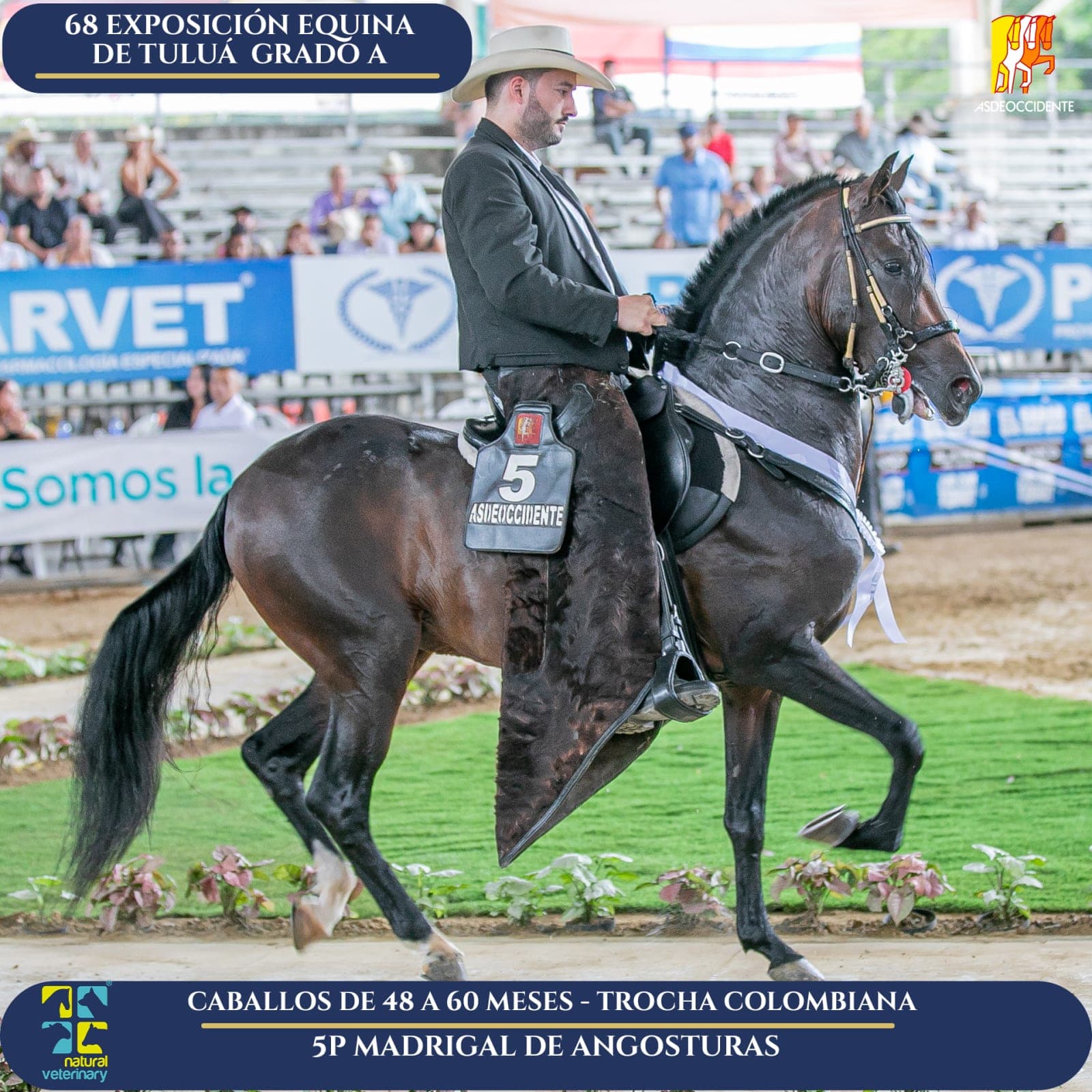 Foto de Madrigal de Angosturas, Semental, Criollo Colombiano, Trocha Pura Colombiana (P3)
