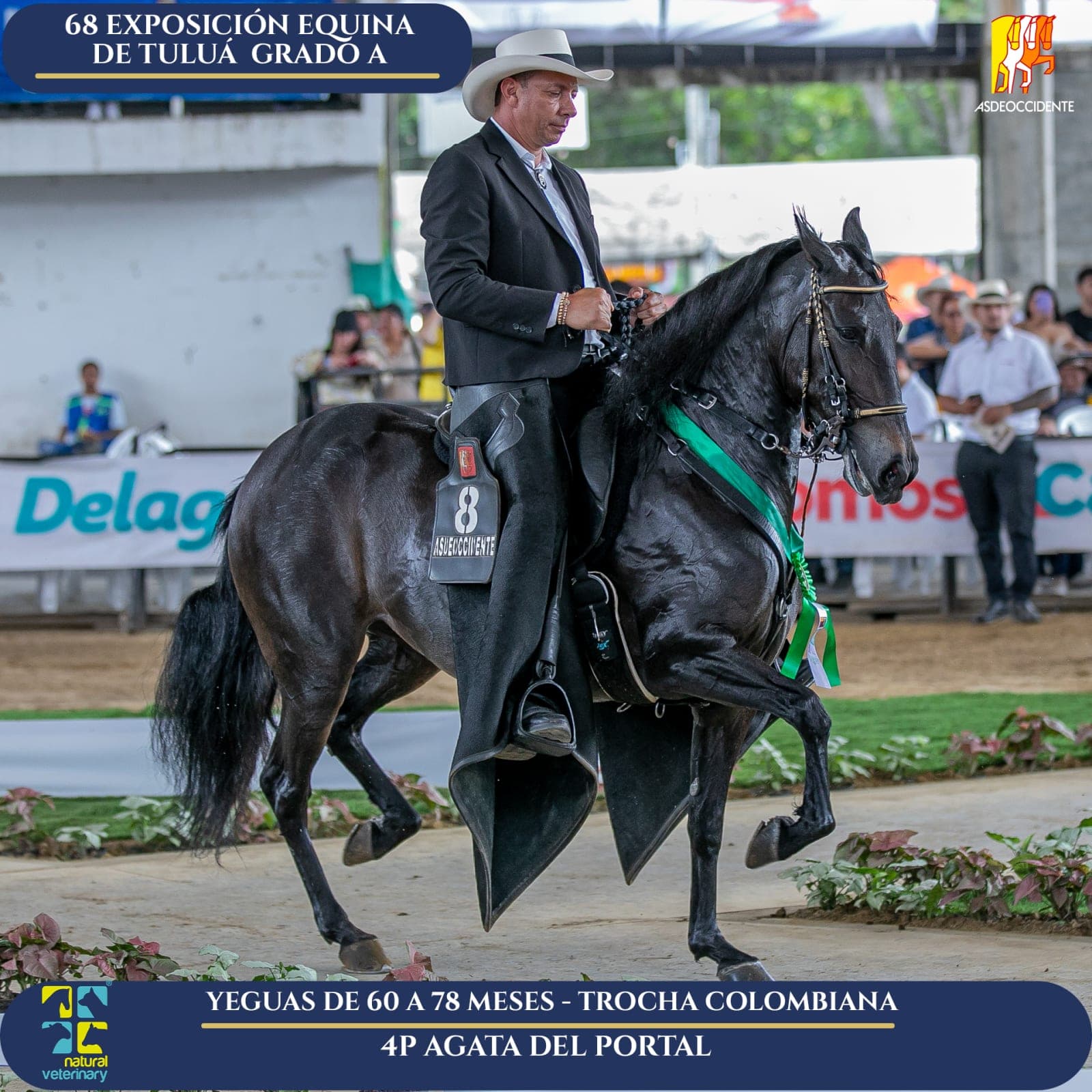 Foto de Agata del Portal, Yegua, Criollo Colombiano, Trocha Pura Colombiana (P3)