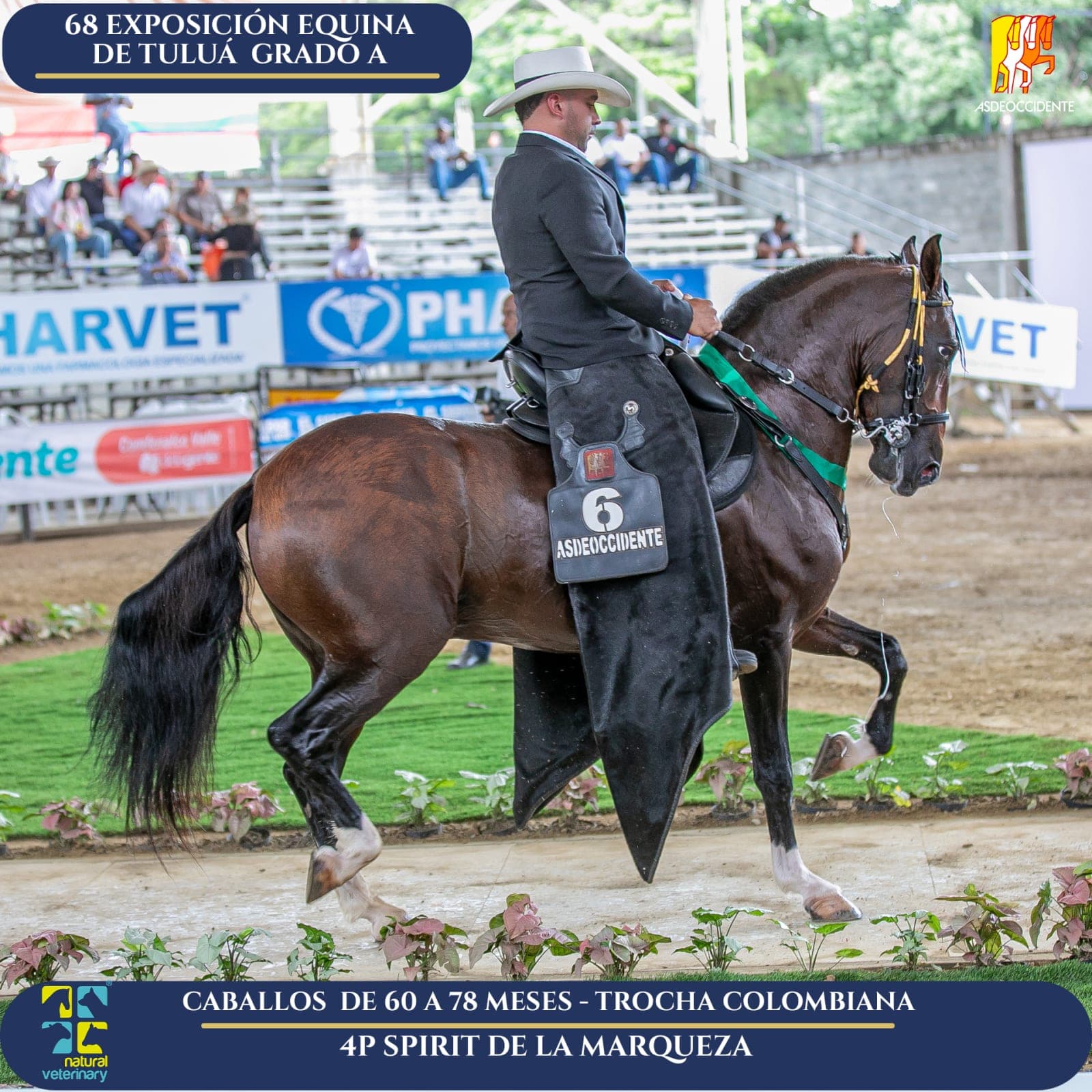 Foto de Spirit de la Marqueza, Semental, Criollo Colombiano, Trocha Pura Colombiana (P3)