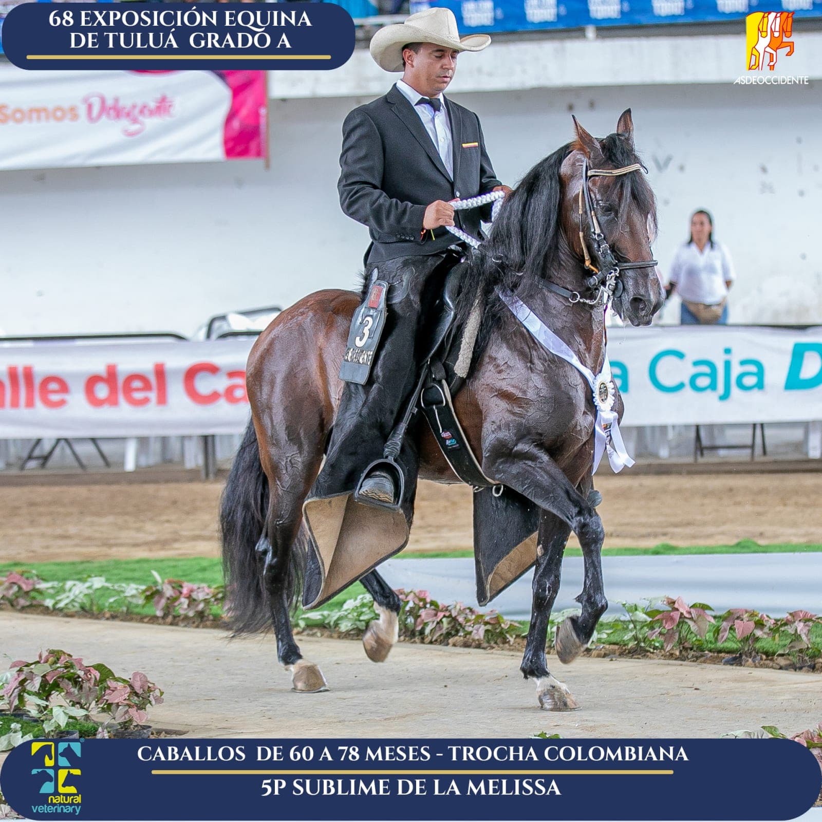 Foto de Sublime de la Melissa, Semental, Criollo Colombiano, Trocha Pura Colombiana (P3)