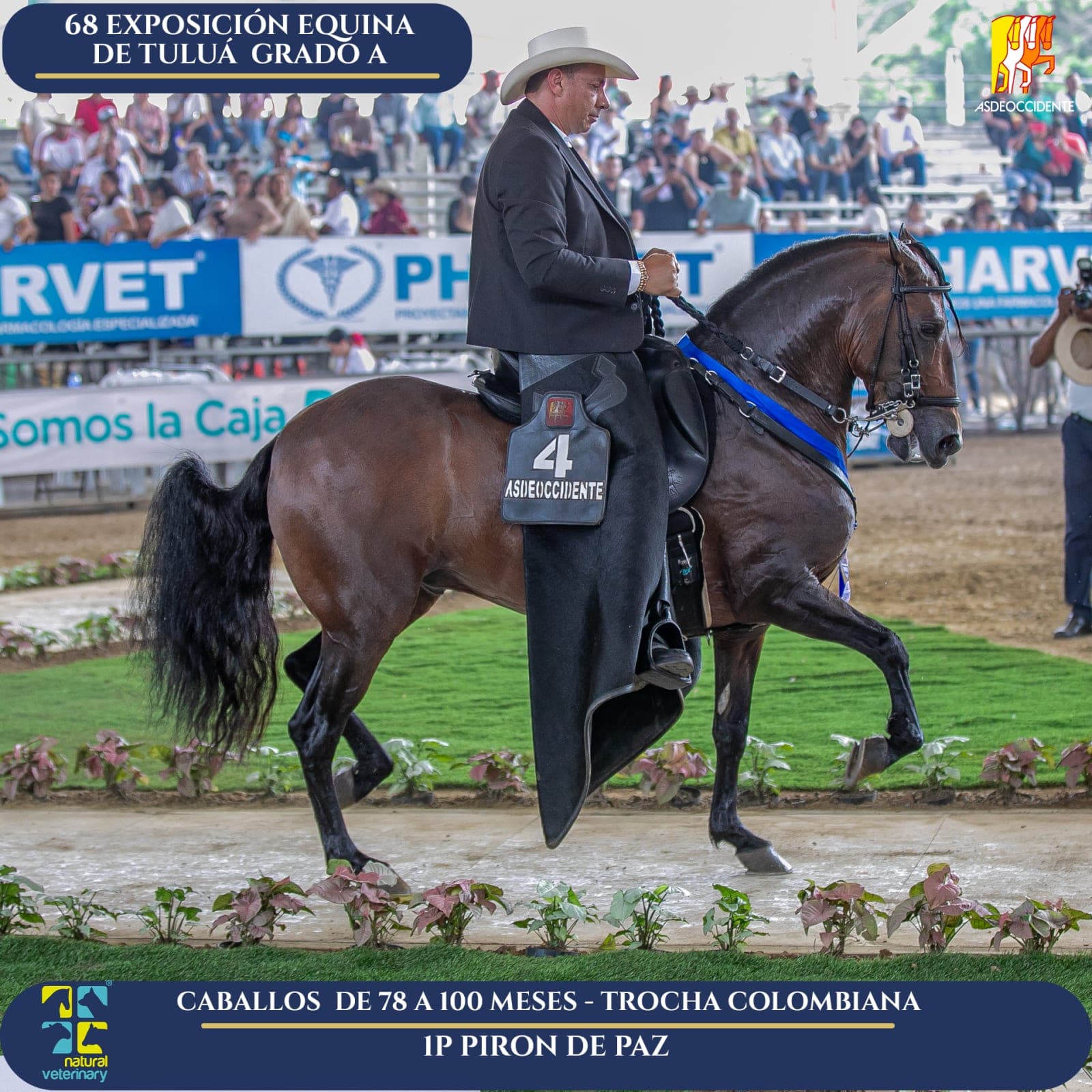 Foto de Piron de Paz, Semental, Criollo Colombiano, Trocha Pura Colombiana (P3)