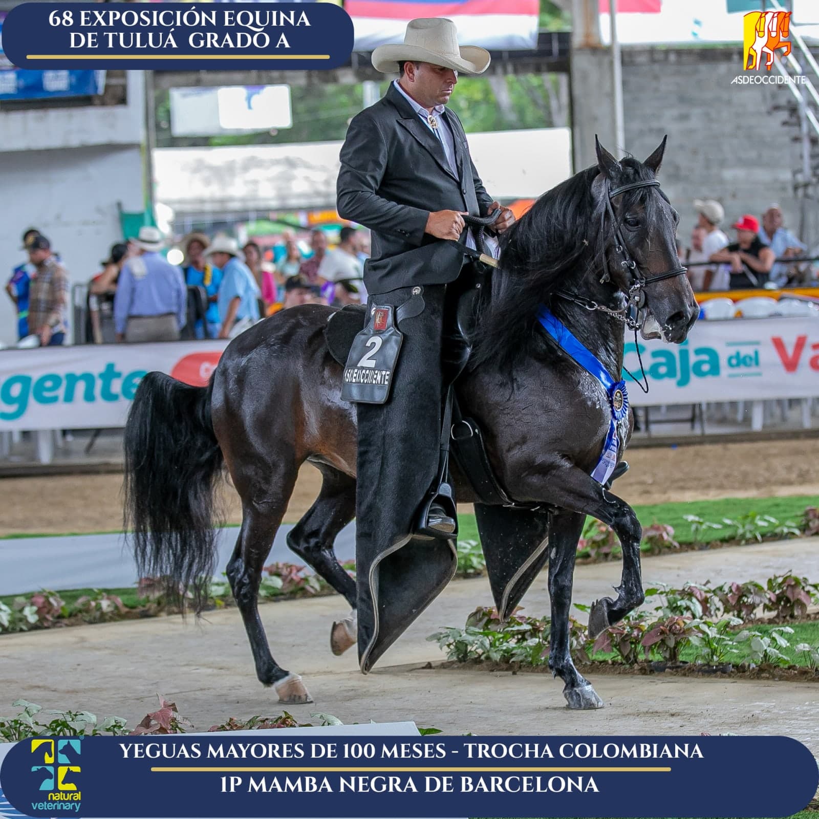 Foto de Mamba Negra de Barcelona, Yegua, Criollo Colombiano, Trocha Pura Colombiana (P3)