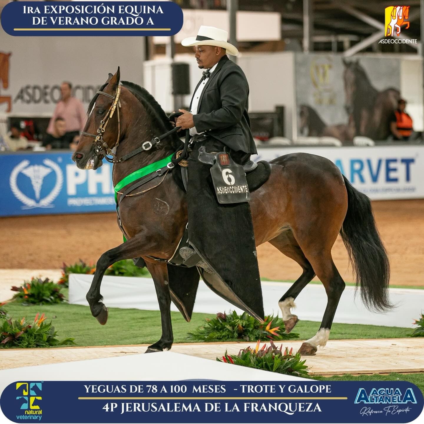 Foto de Jerusalema de la Franqueza E.U., Yegua, Criollo Colombiano, Trote y Galope (P1)