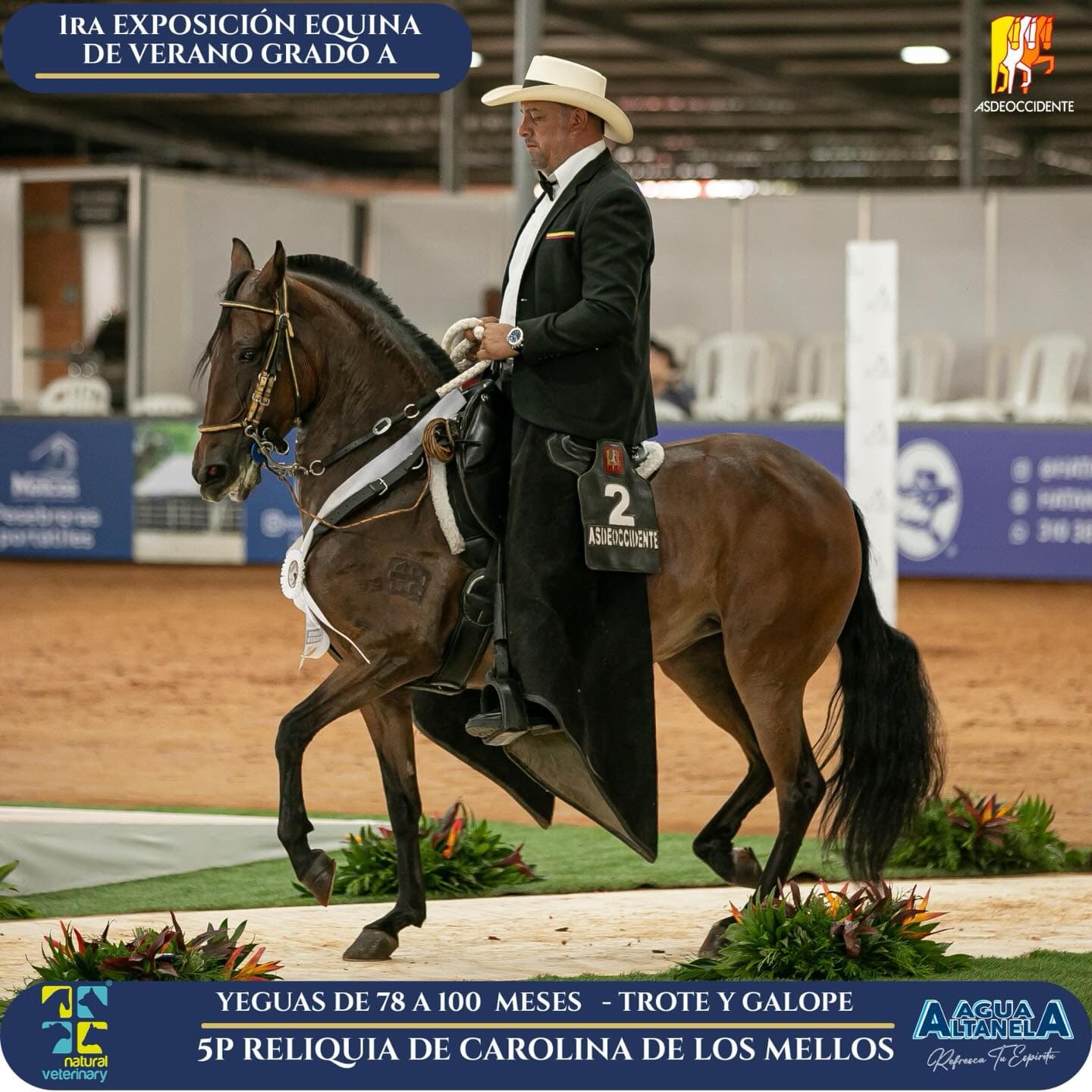 Foto de Reliquia de Carolina de los Mellos, Yegua, Criollo Colombiano, Trote y Galope (P1)