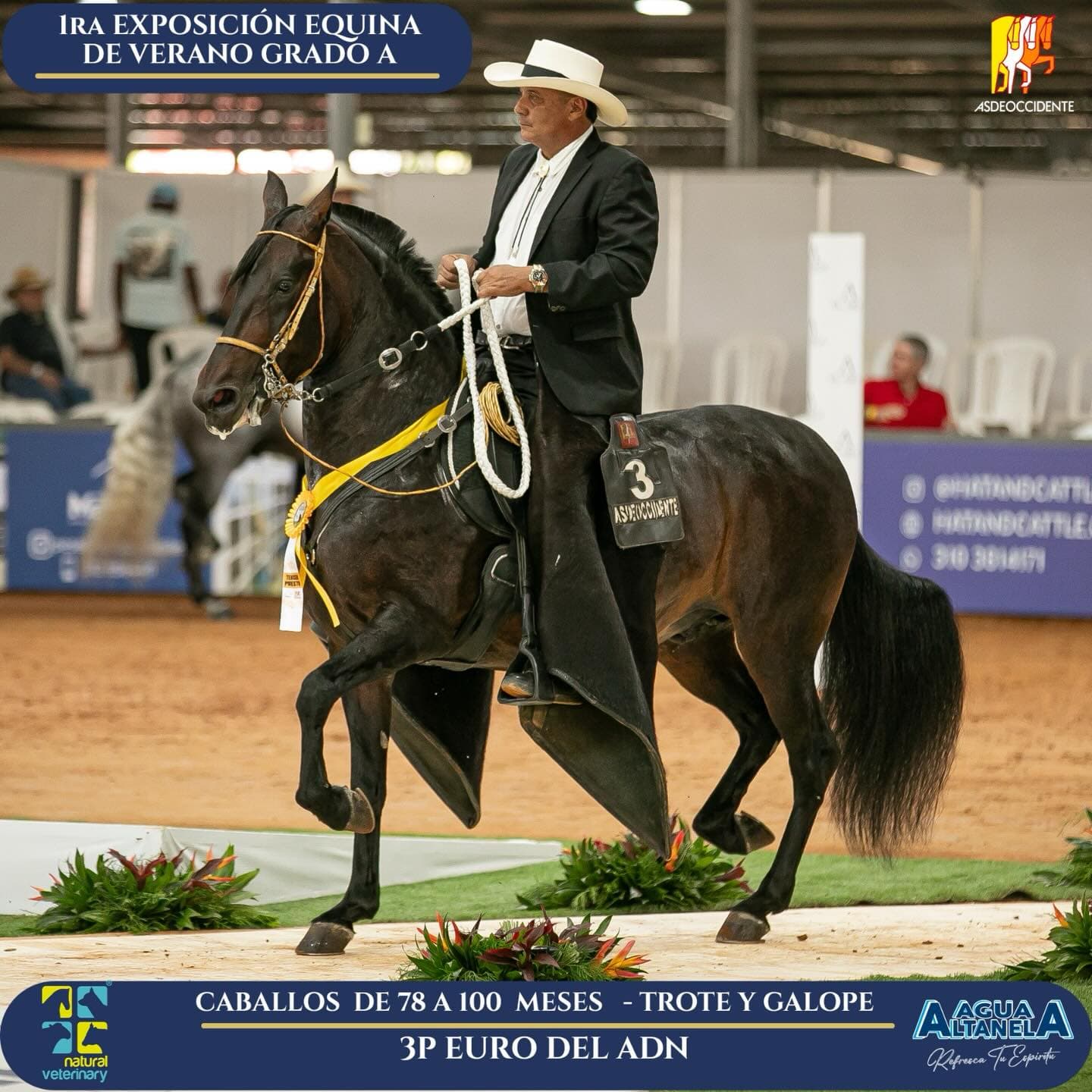 Foto de Euro del ADN, Semental, Criollo Colombiano, Trote y Galope (P1)