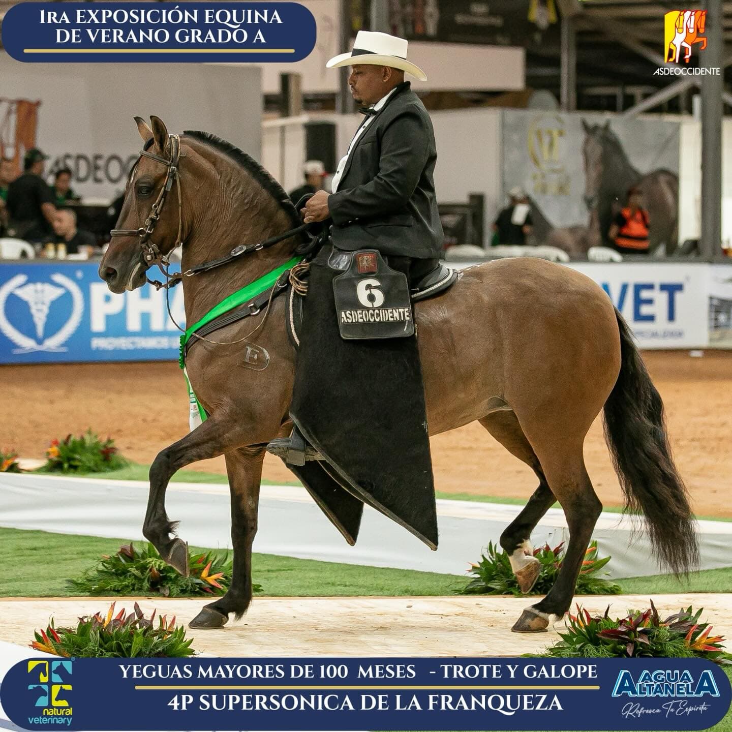 Foto de Supersónica de la Franqueza, Yegua, Criollo Colombiano, Trote y Galope (P1)