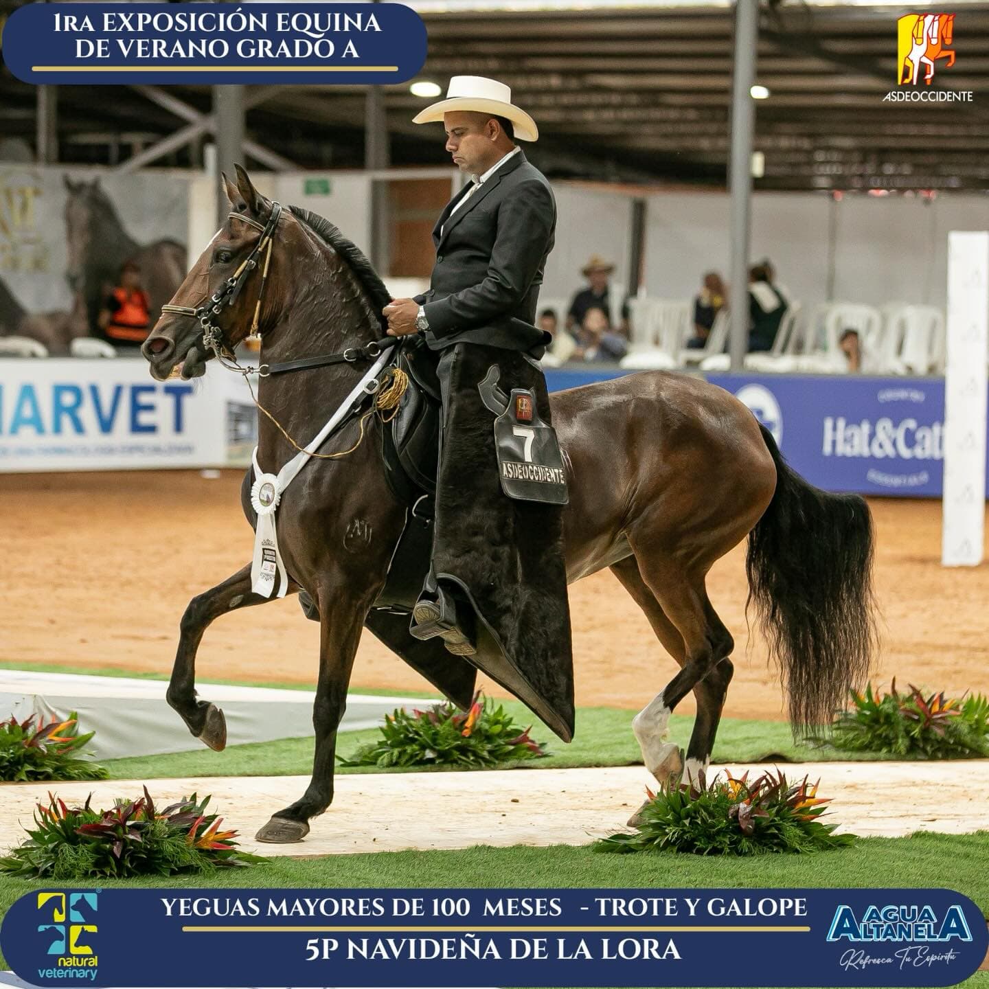 Foto de Navideña de la Lora, Yegua, Criollo Colombiano, Trote y Galope (P1)