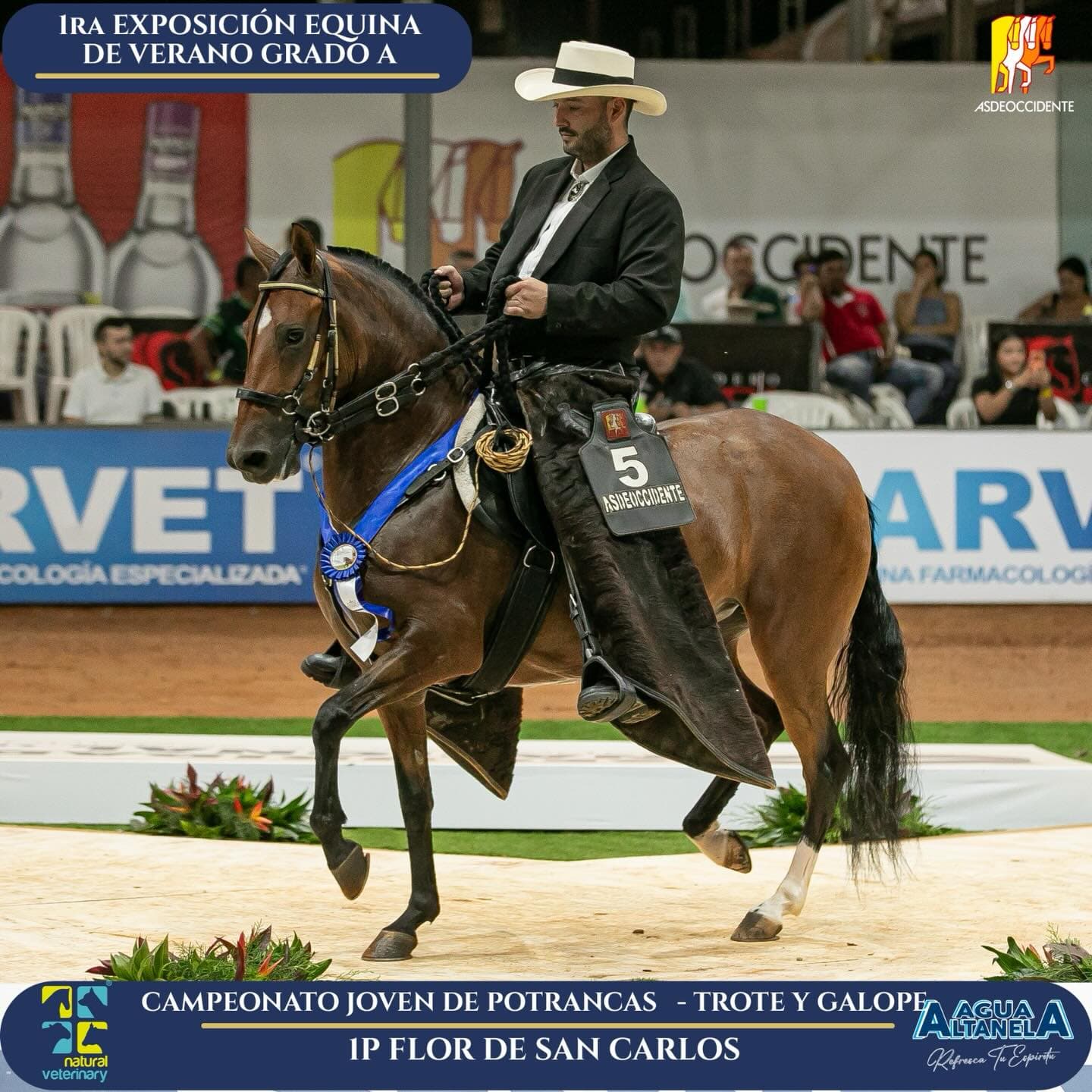 Foto de Flor de San Carlos, Yegua, Criollo Colombiano, Trote y Galope (P1)
