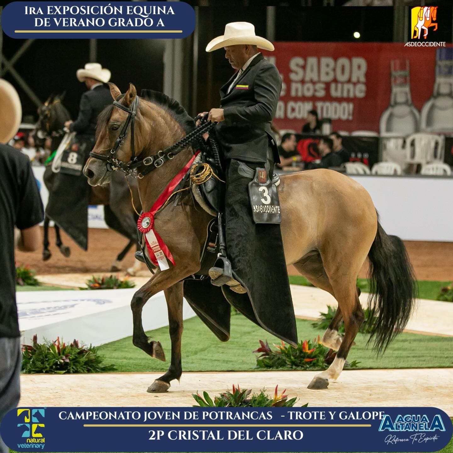 Foto de Cristal del Claro, Yegua, Criollo Colombiano, Trote y Galope (P1)