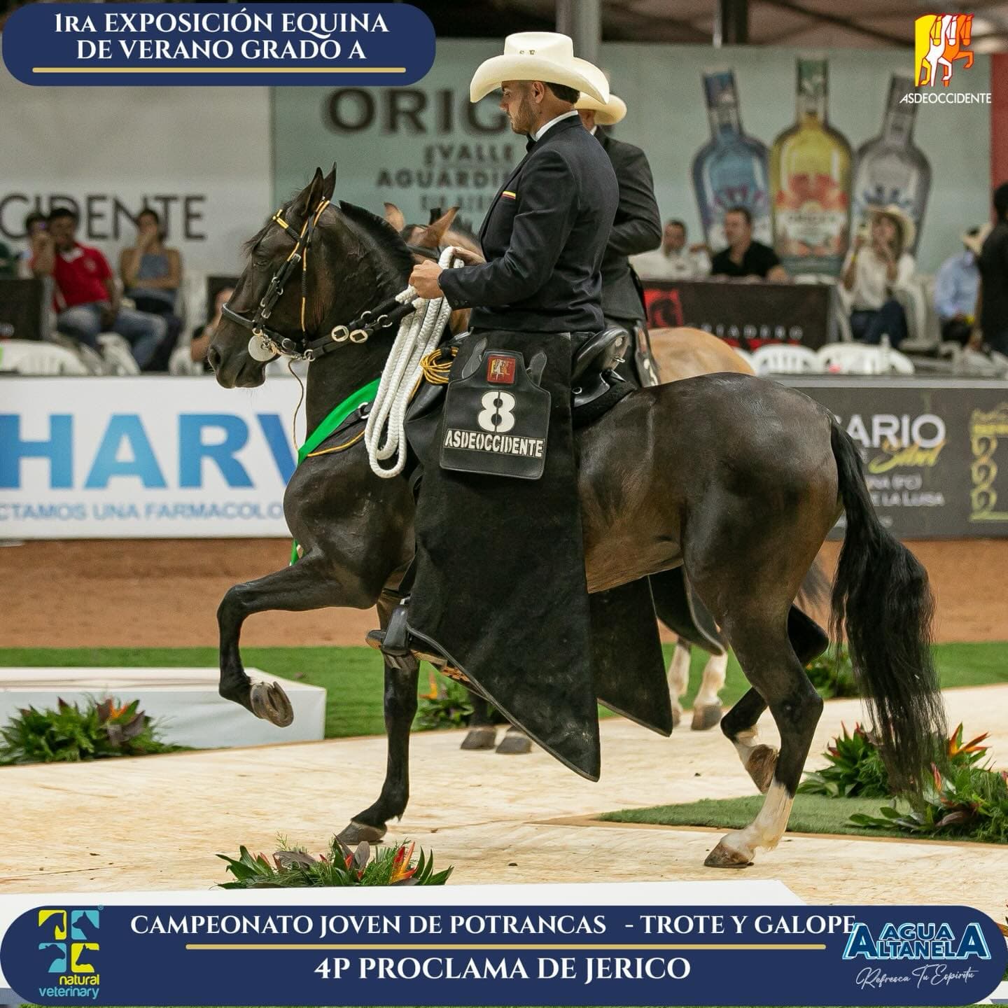 Foto de Proclama de Jerico, Yegua, Criollo Colombiano, Trote y Galope (P1)