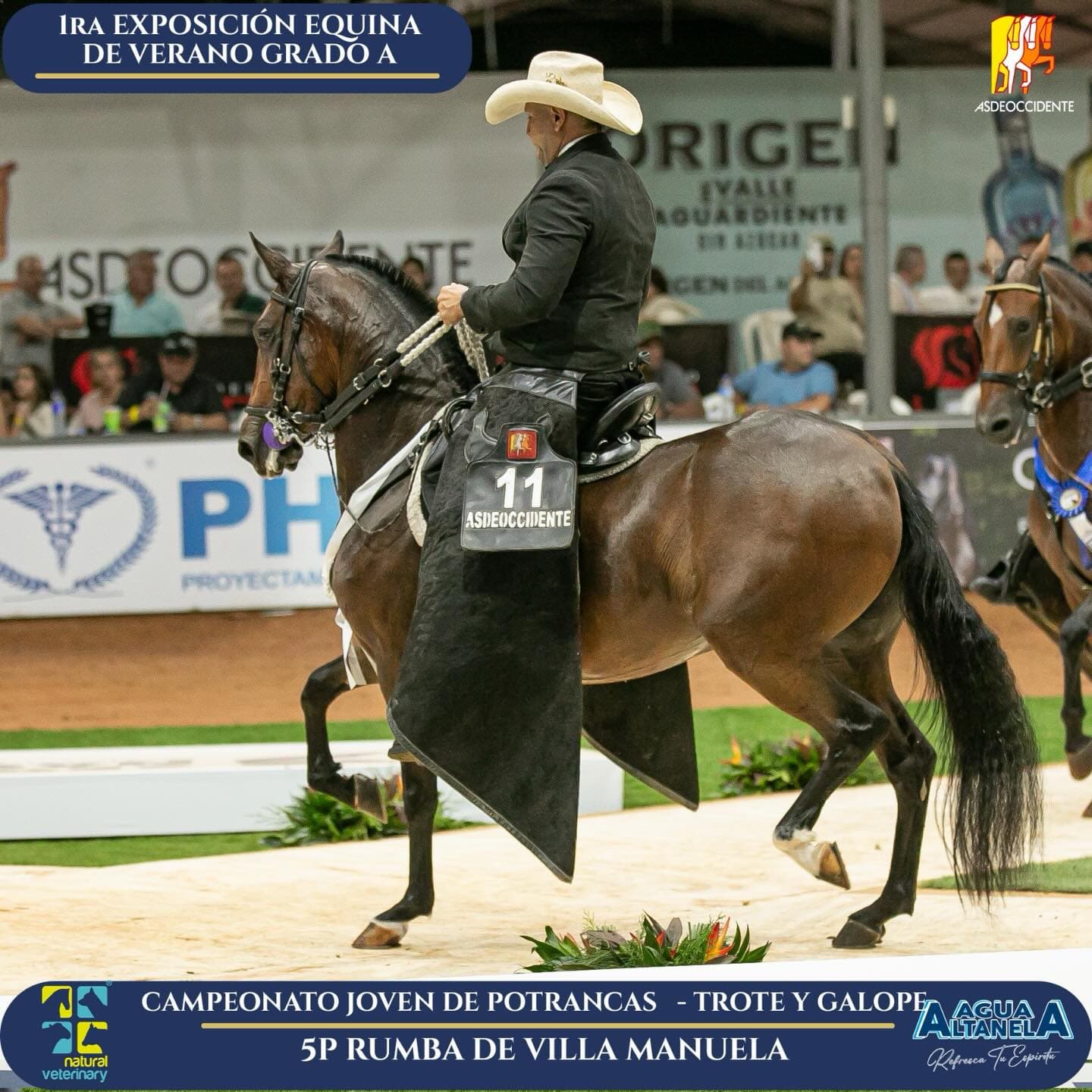 Foto de Rumbera de Villa Manuela, Yegua, Criollo Colombiano, Trote y Galope (P1)