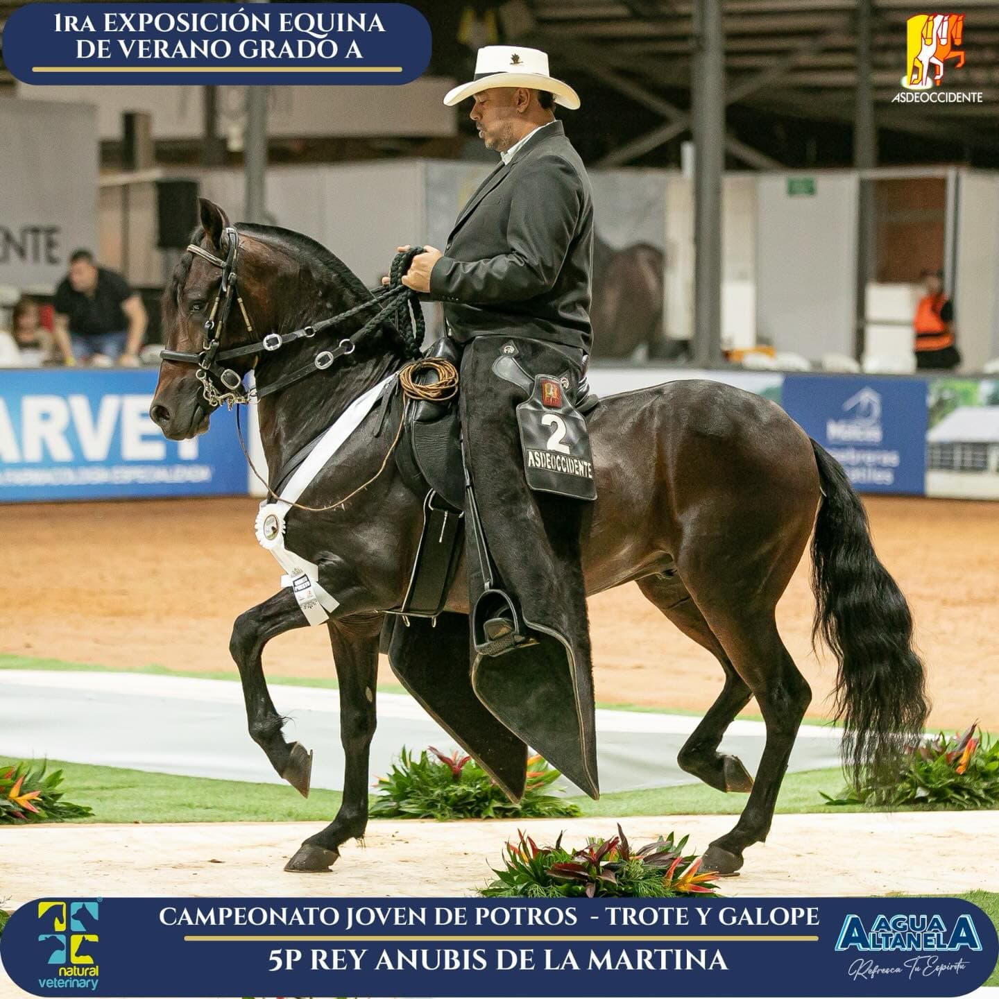 Foto de Rey Anubis de la Martina, Semental, Criollo Colombiano, Trote y Galope (P1)