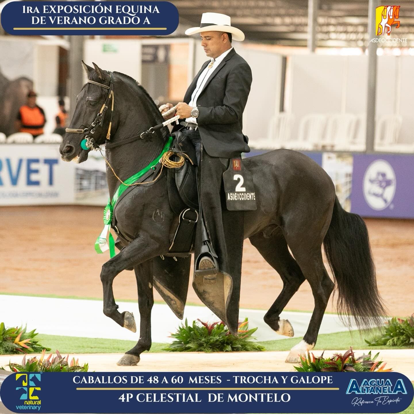 Foto de Celestial de Móntelo, Semental, Criollo Colombiano, Trocha y Galope (P2)