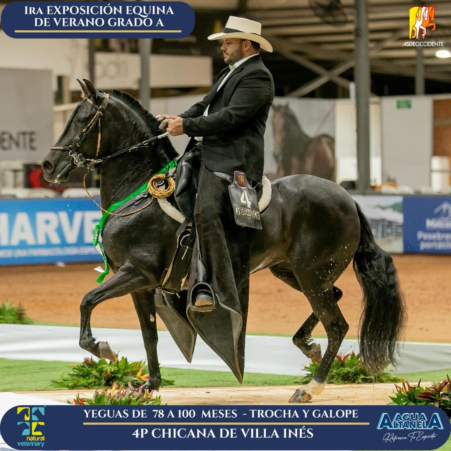 Foto de Chicana de Villa Inés, Yegua, Criollo Colombiano, Trocha y Galope (P2)