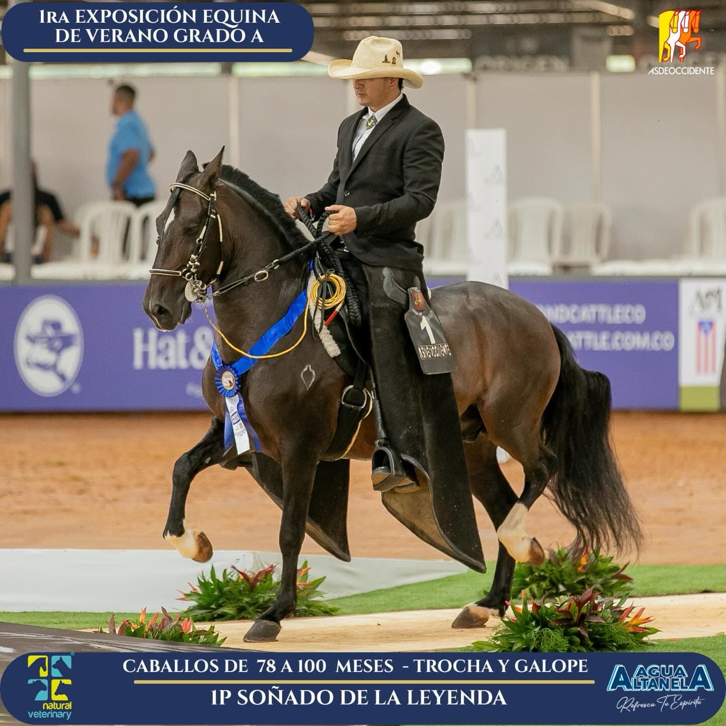 Foto de Soñado de la Leyenda, Semental, Criollo Colombiano, Trocha y Galope (P2)