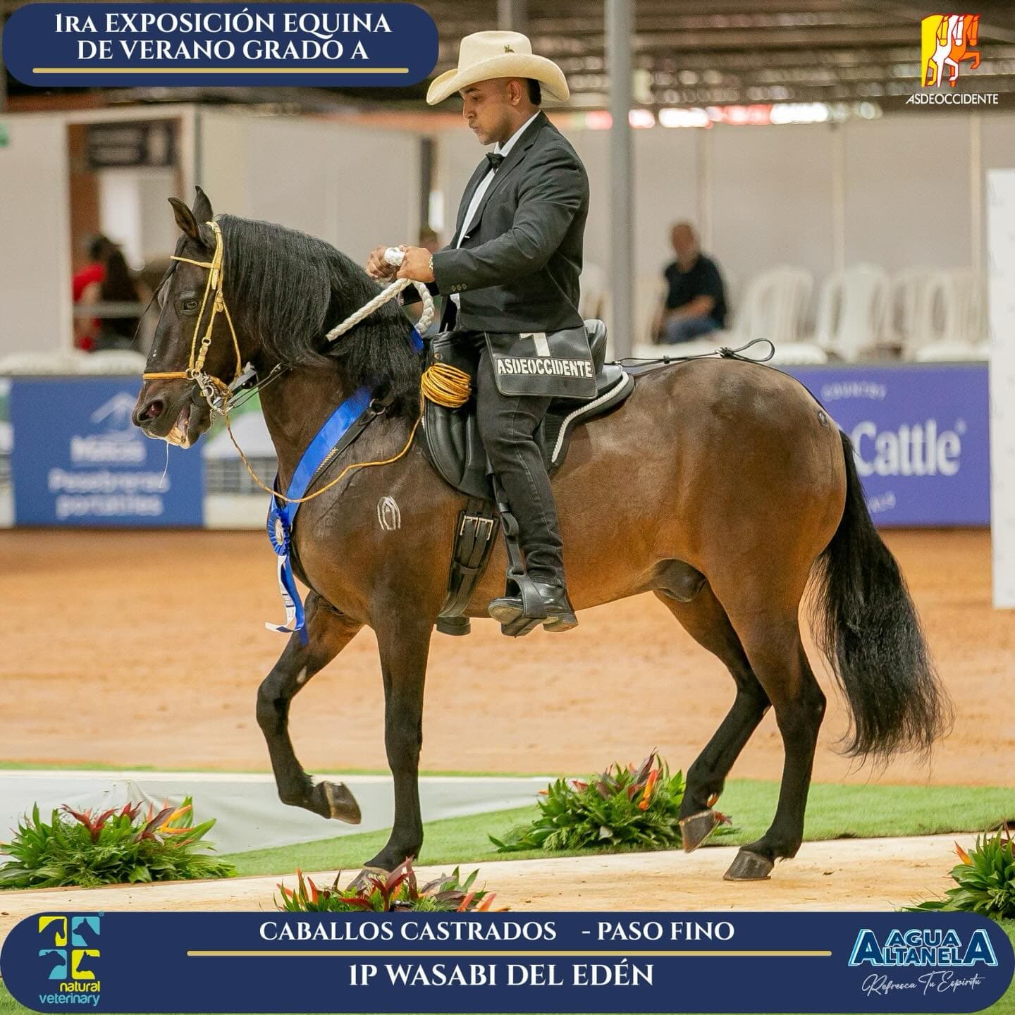 Foto de Wasabi del Edén, Castrado, Criollo Colombiano, Paso Fino Colombiano (P4)