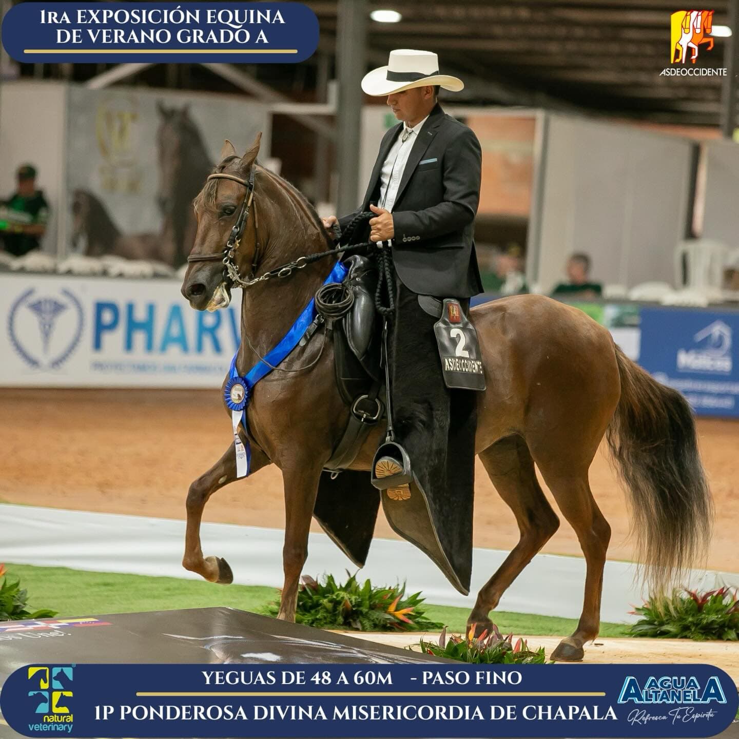 Foto de Ponderosa Divina Misericordia de Chapala, Yegua, Criollo Colombiano, Paso Fino Colombiano (P4)