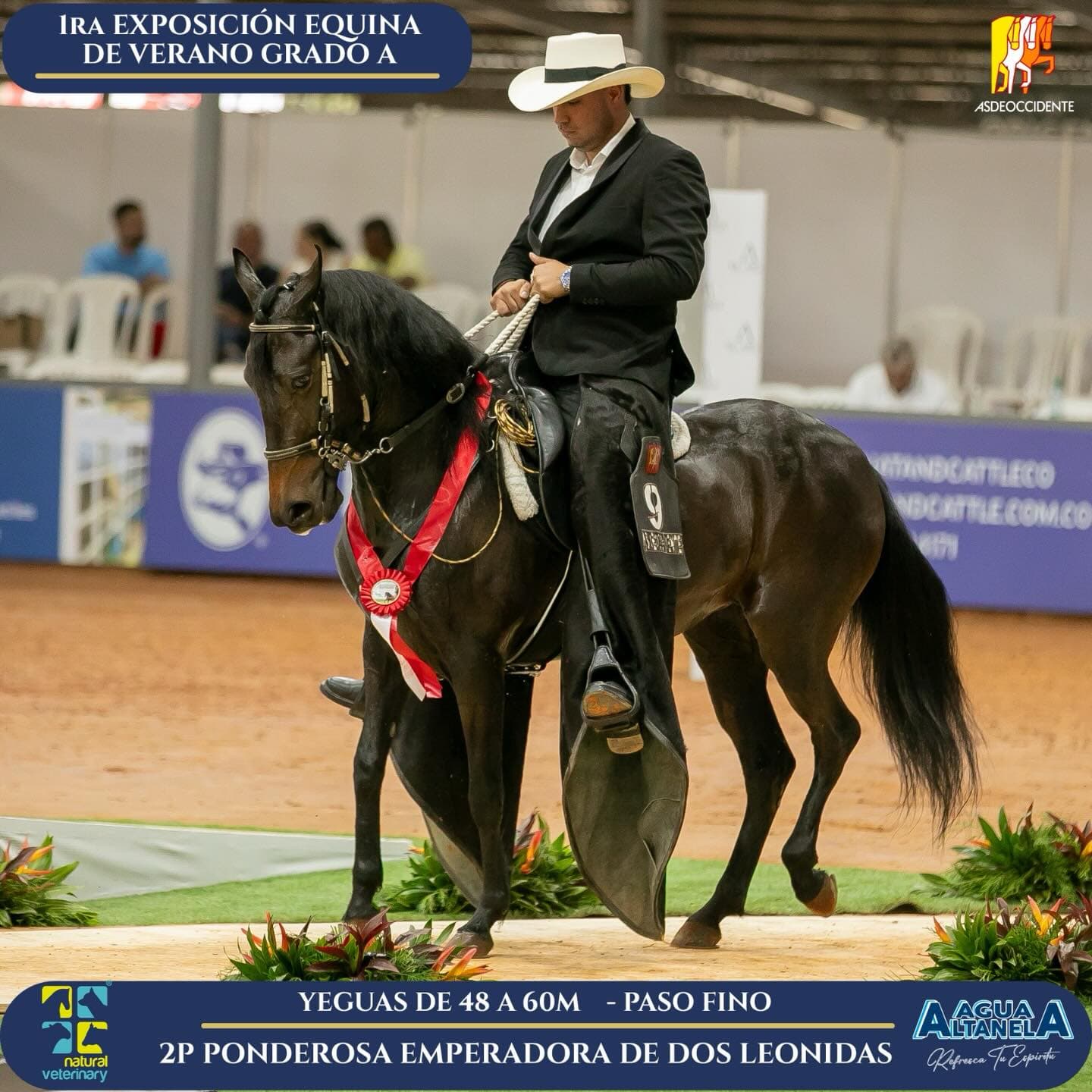 Foto de Ponderosa Emperadora de Dos Leonidas, Yegua, Criollo Colombiano, Paso Fino Colombiano (P4)