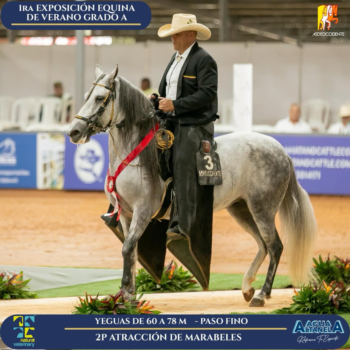 Foto de Atracción de Marabeles, Yegua, Criollo Colombiano, Paso Fino Colombiano (P4)