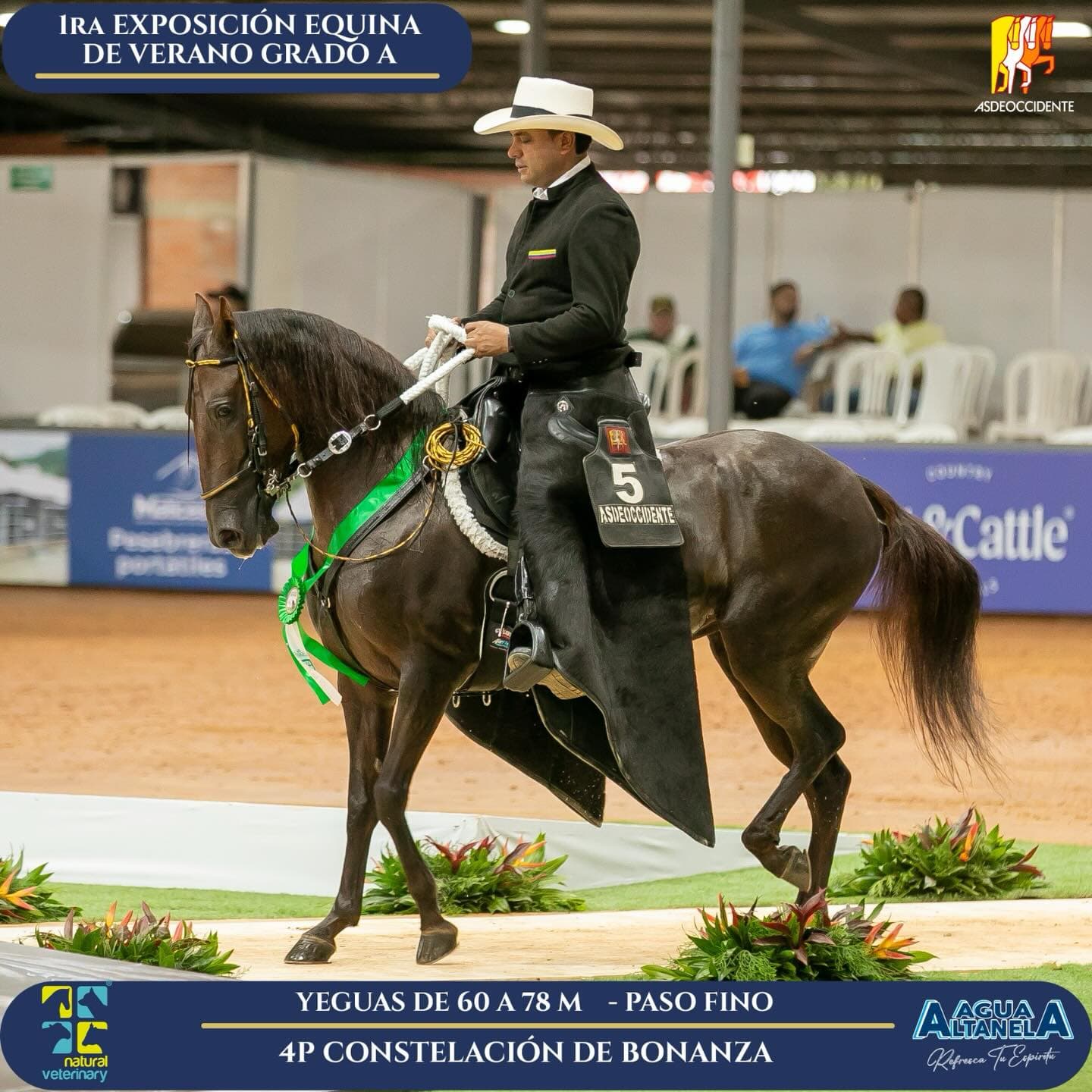 Foto de Constelación de Bonanza, Yegua, Criollo Colombiano, Paso Fino Colombiano (P4)