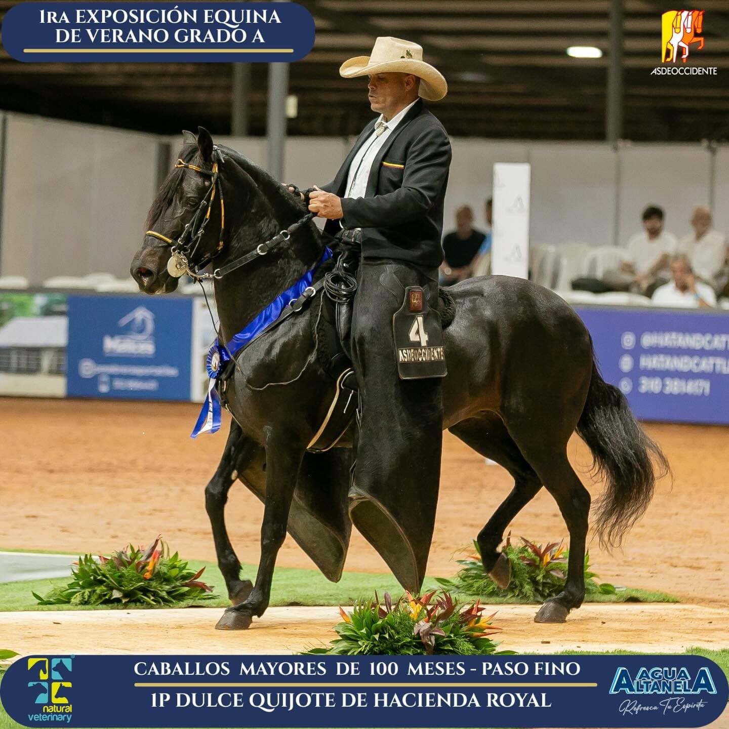 Foto de Dulce Quijote de Hacienda Royal, Semental, Criollo Colombiano, Paso Fino Colombiano (P4)