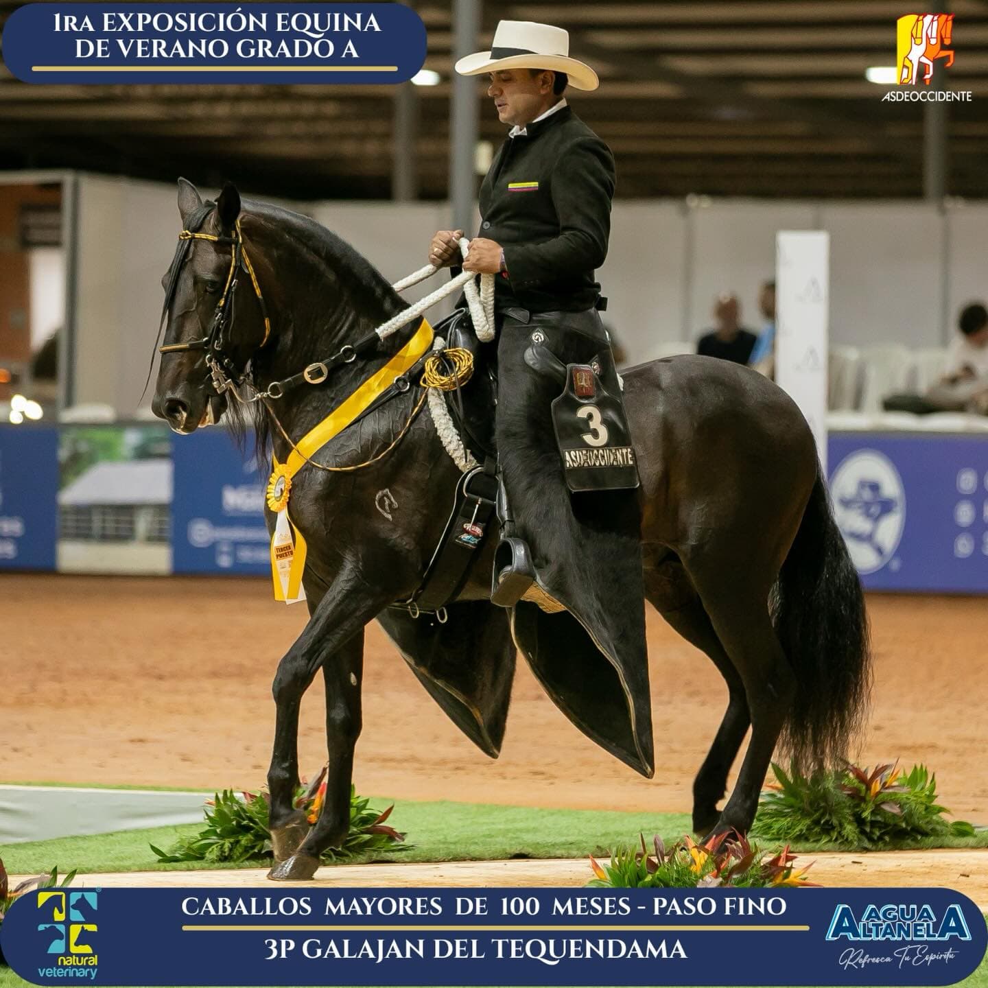 Foto de Galajan del Tequendama, Semental, Criollo Colombiano, Paso Fino Colombiano (P4)