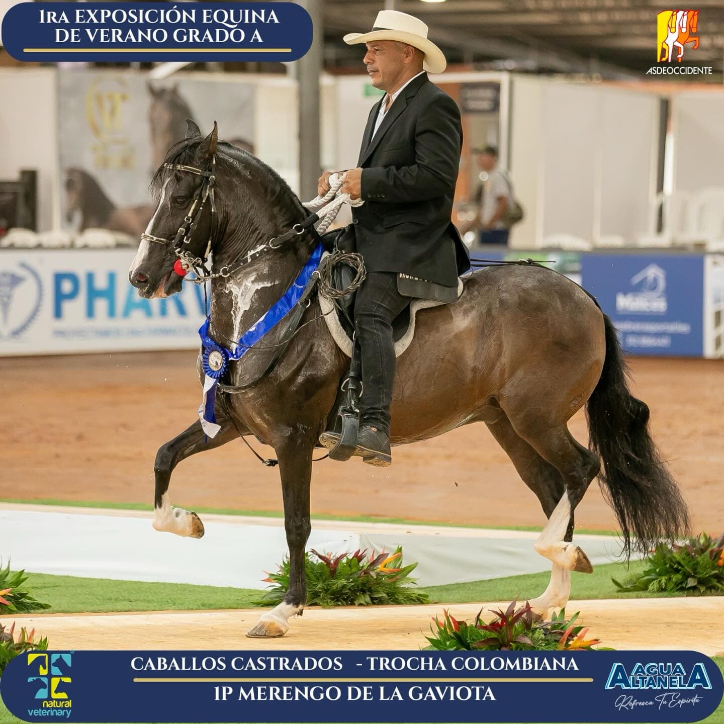 Foto de Merengo de la Gaviota, Castrado, Criollo Colombiano, Trocha Pura Colombiana (P3)