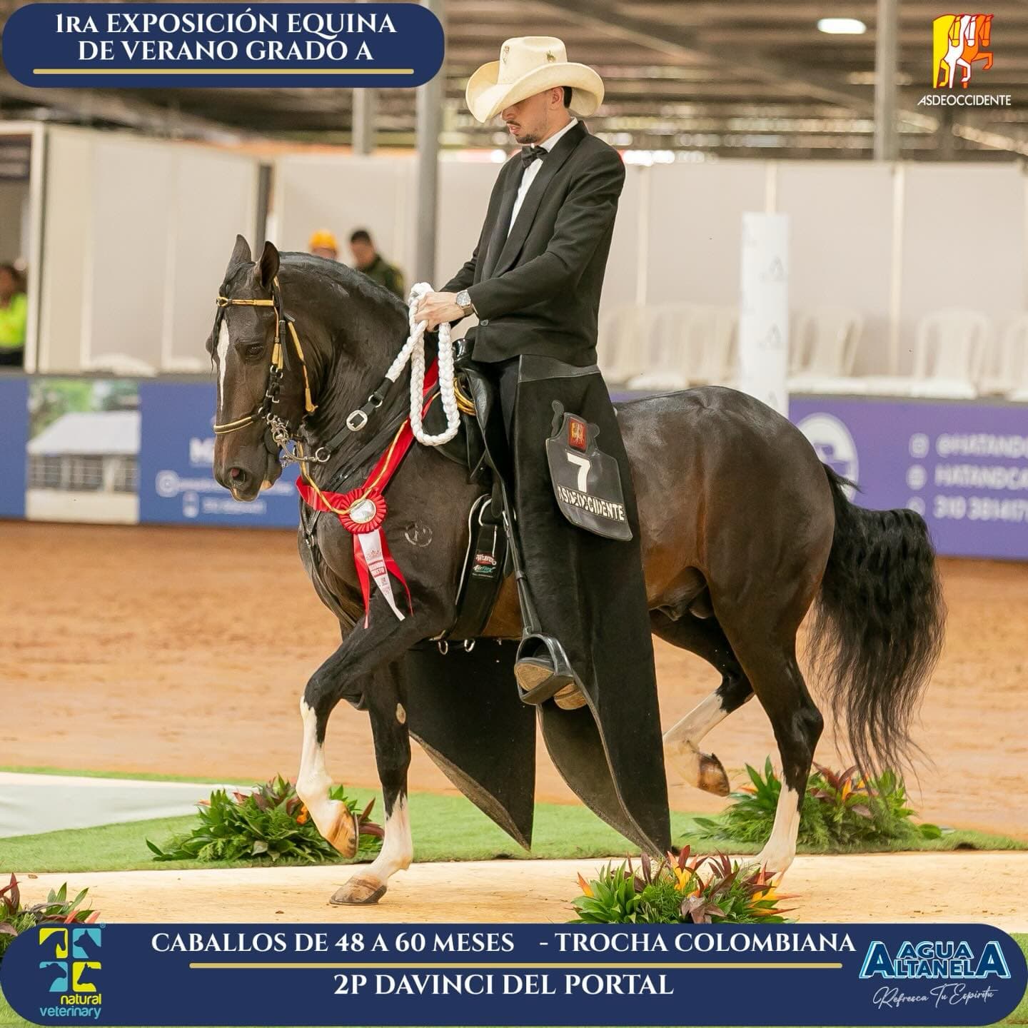 Foto de Davinci del Portal, Semental, Criollo Colombiano, Trocha Pura Colombiana (P3)