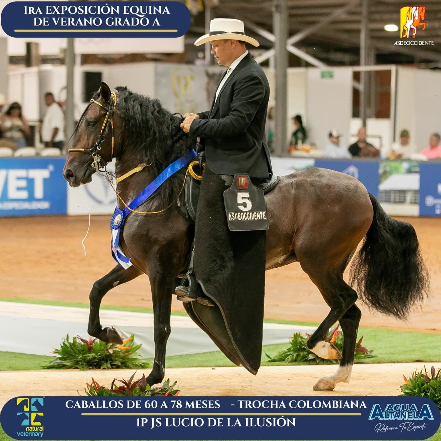 Foto de JS Lucio de la Ilusión, Semental, Criollo Colombiano, Trocha Pura Colombiana (P3)