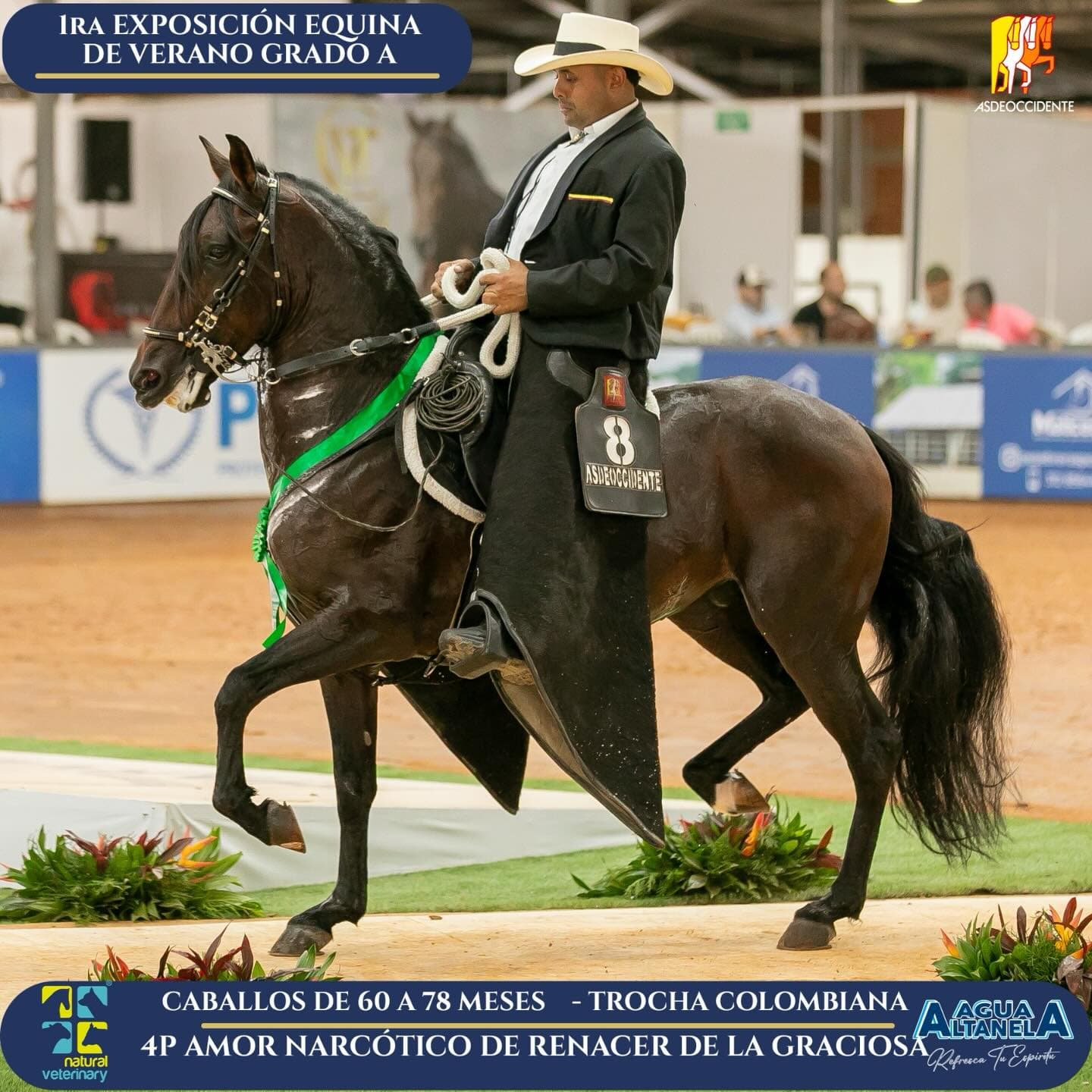 Foto de Amor Narcótico de Renacer de la Graciosa, Semental, Criollo Colombiano, Trocha Pura Colombiana (P3)