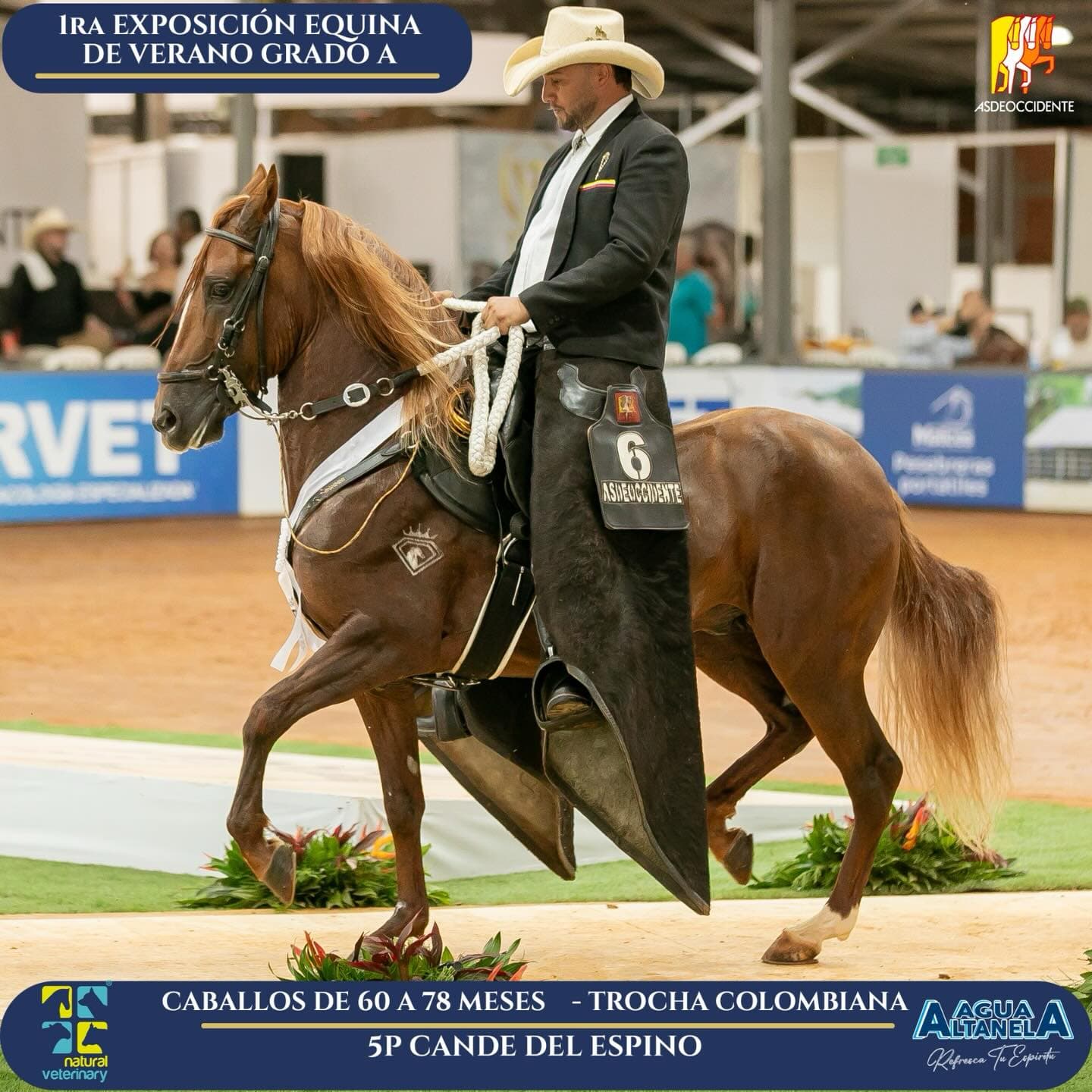 Foto de Cande del Espino, Semental, Criollo Colombiano, Trocha Pura Colombiana (P3)
