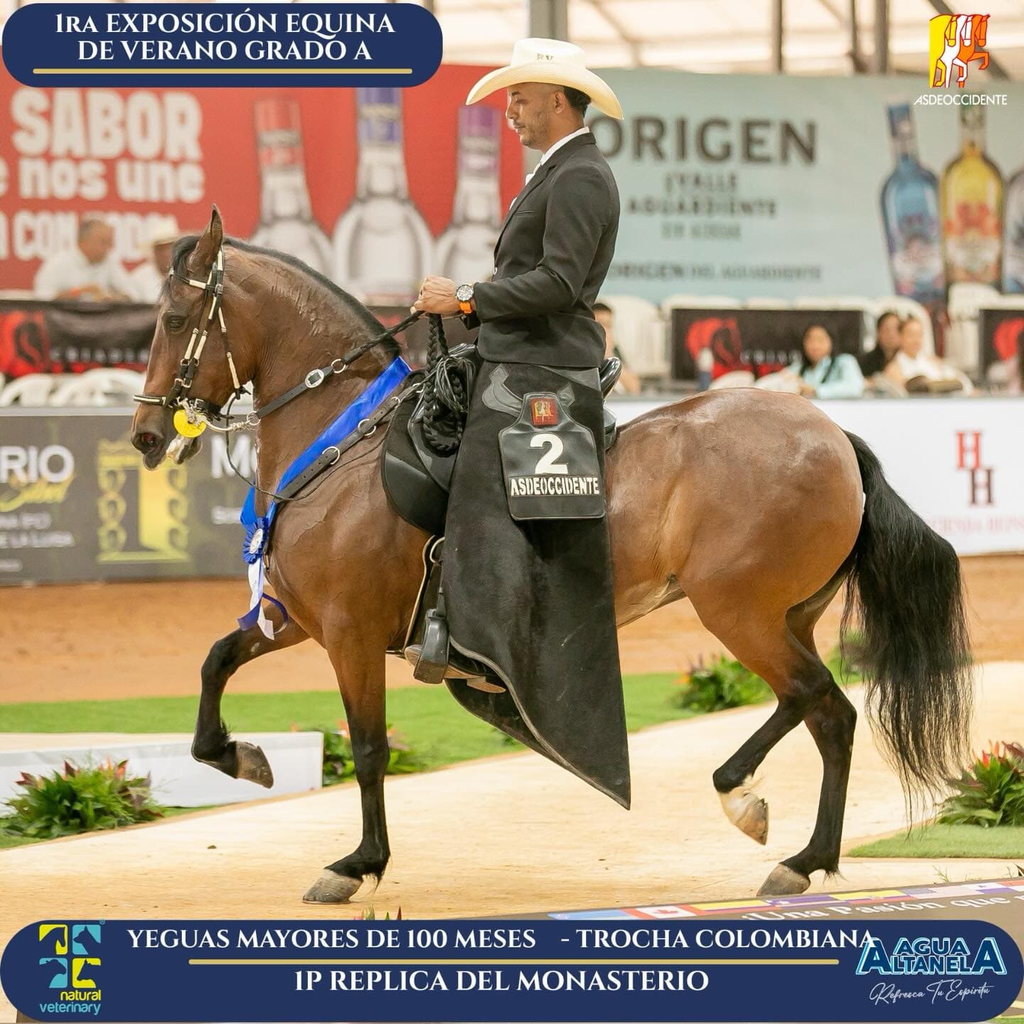 Foto de Replica del Monasterio, Yegua, Criollo Colombiano, Trocha Pura Colombiana (P3)