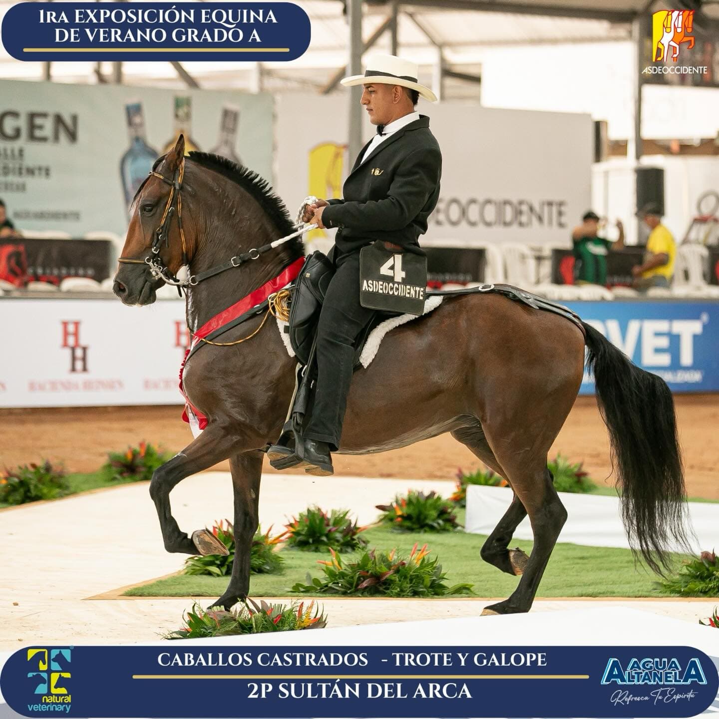 Foto de Sultán del Arca, Castrado, Criollo Colombiano, Trote y Galope (P1)