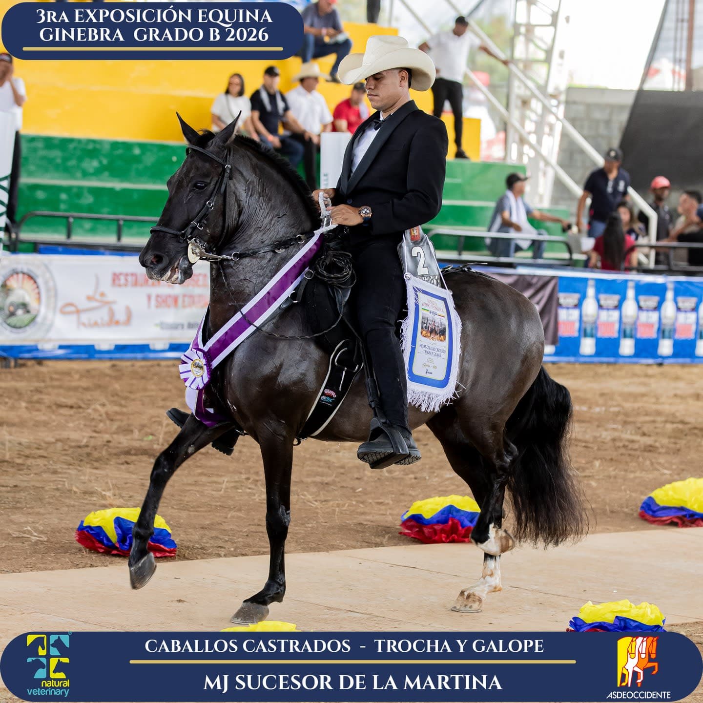Foto de Sucesor de la Martina, Castrado, Criollo Colombiano, Trocha y Galope (P2)
