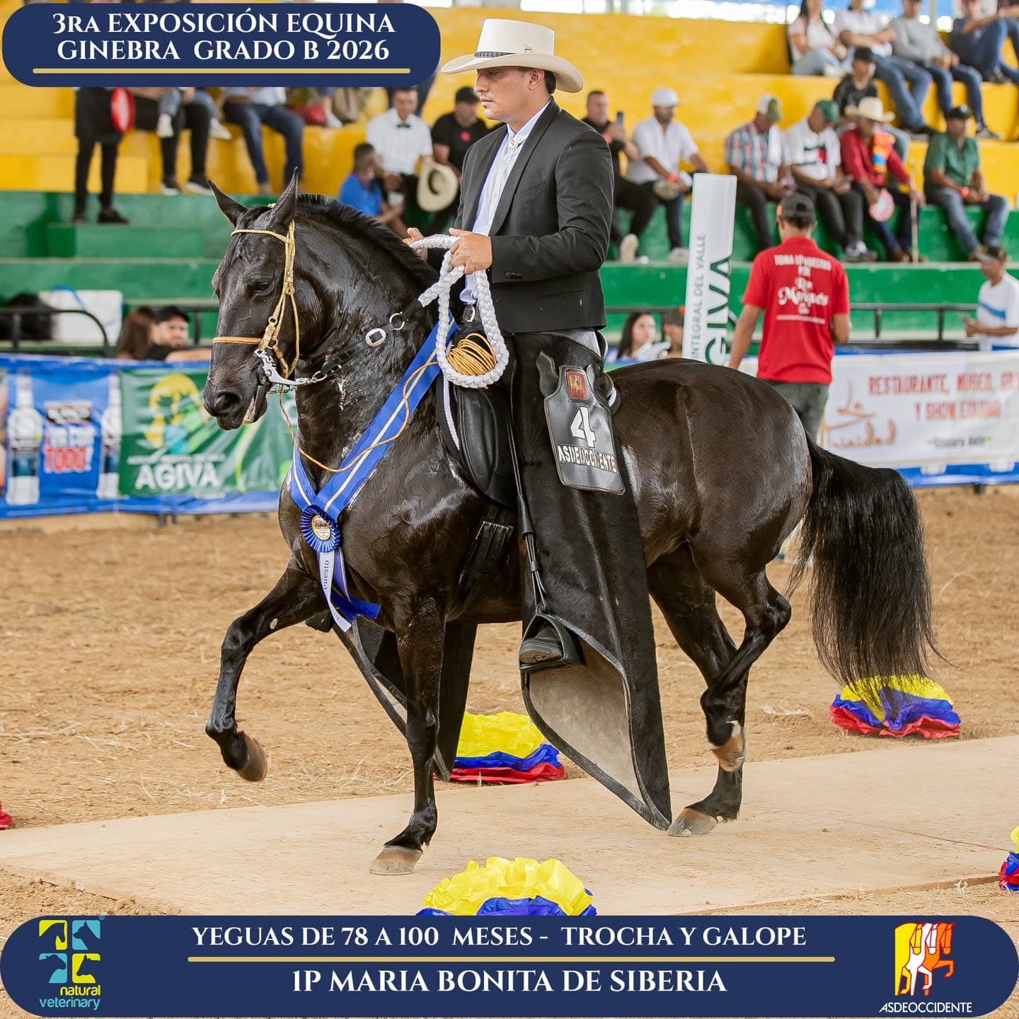 Foto de Maria Bonita de Siberia, Yegua, Criollo Colombiano, Trocha y Galope (P2)