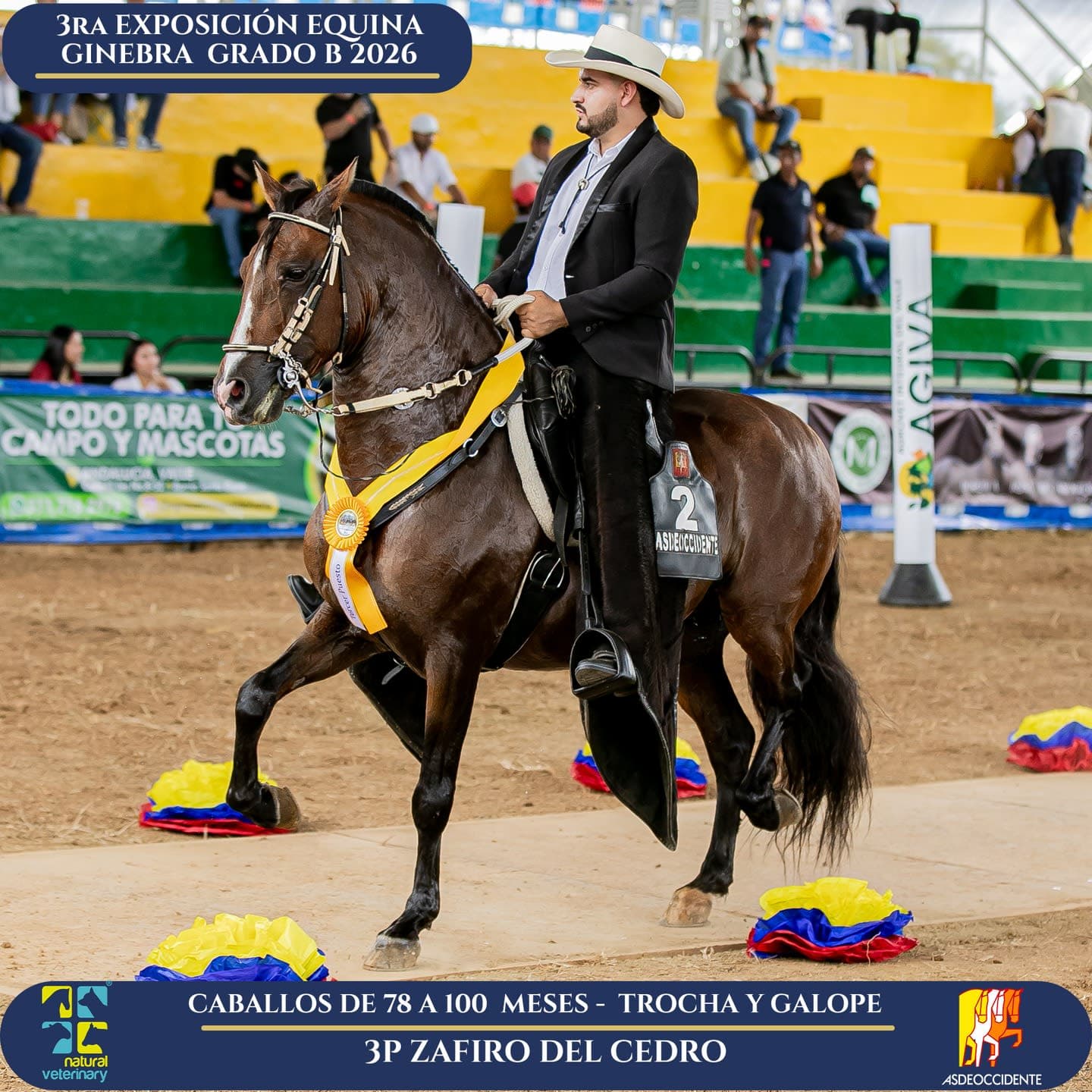 Foto de Zafiro del Cedro, Semental, Criollo Colombiano, Trocha y Galope (P2)