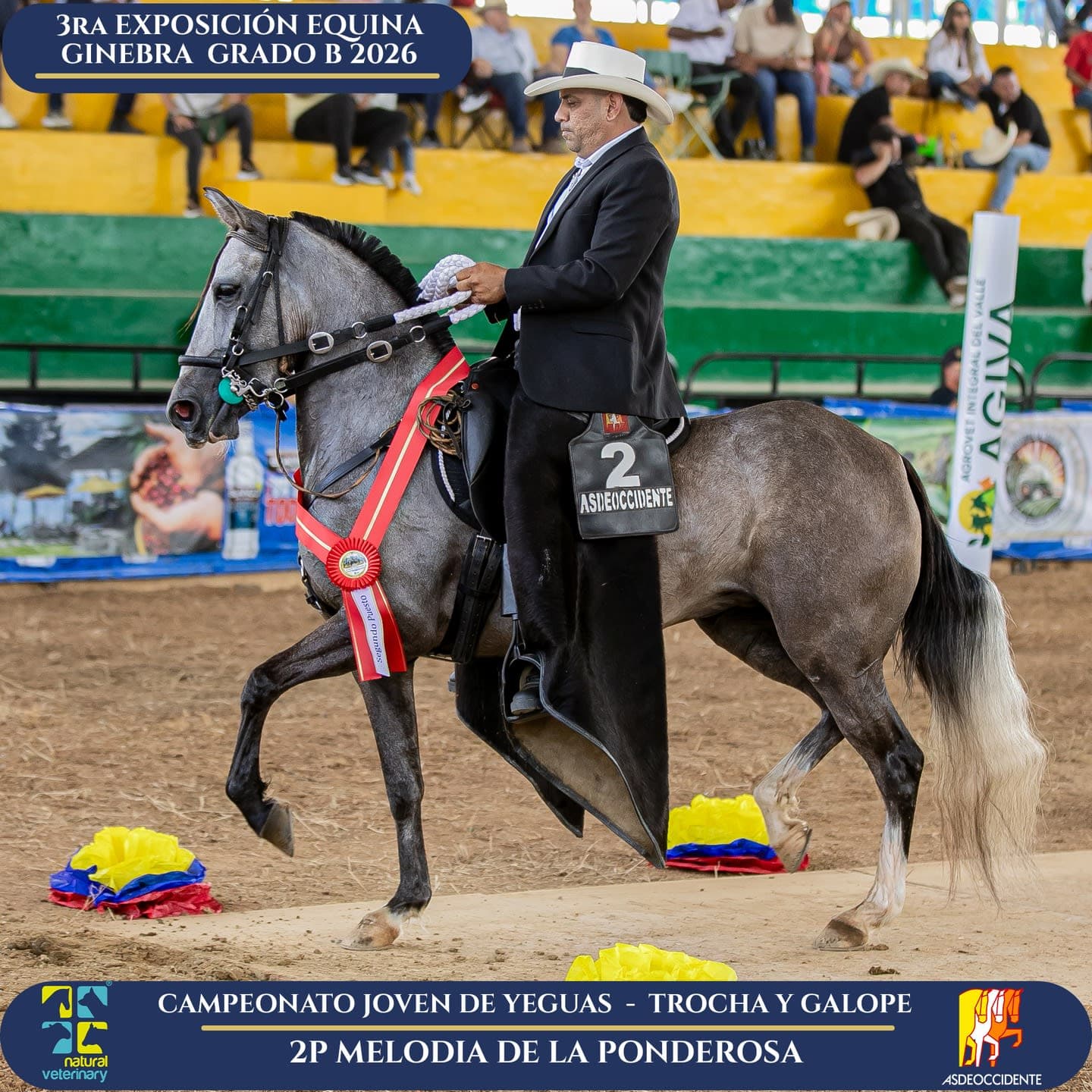 Foto de Melodia de la Ponderosa, Yegua, Criollo Colombiano, Trocha y Galope (P2)