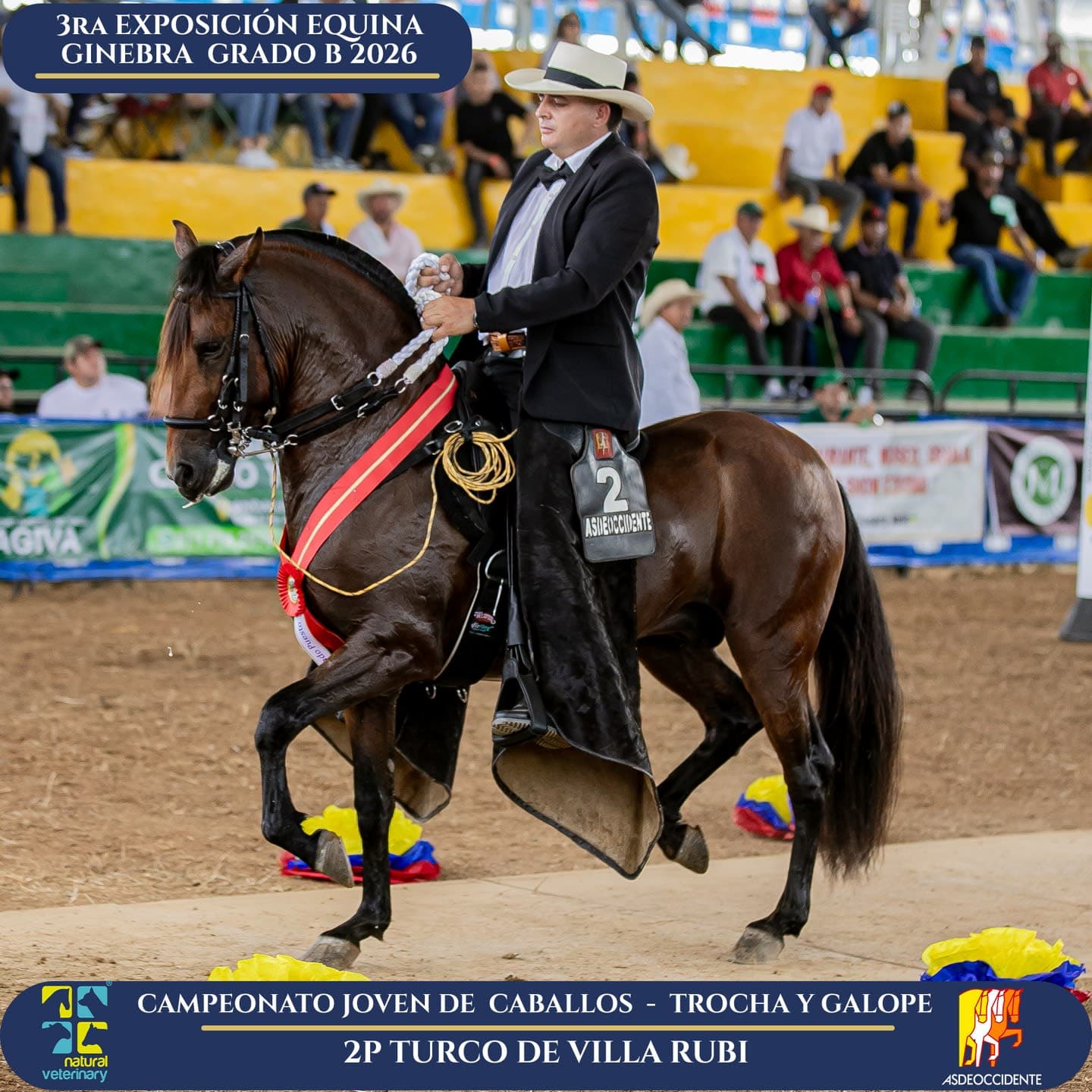 Foto de Turco de Villa Rubi, Semental, Criollo Colombiano, Trocha y Galope (P2)