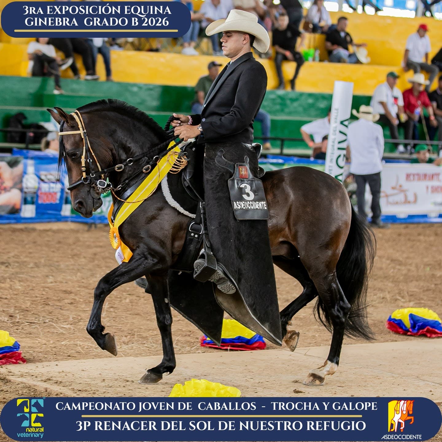 Foto de Renacer del Sol de Nuestro Refugio, Semental, Criollo Colombiano, Trocha y Galope (P2)