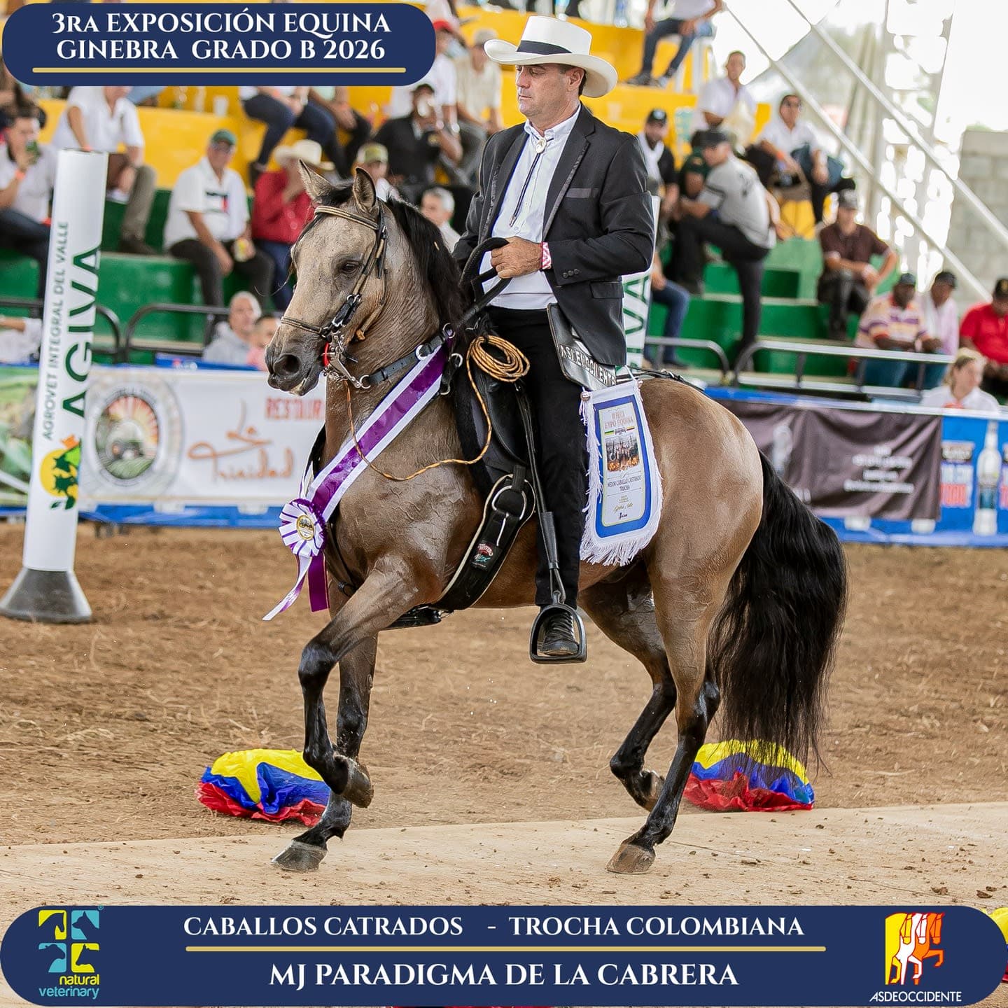 Foto de Paradigma de la Cabrera, Castrado, Criollo Colombiano, Trocha Pura Colombiana (P3)