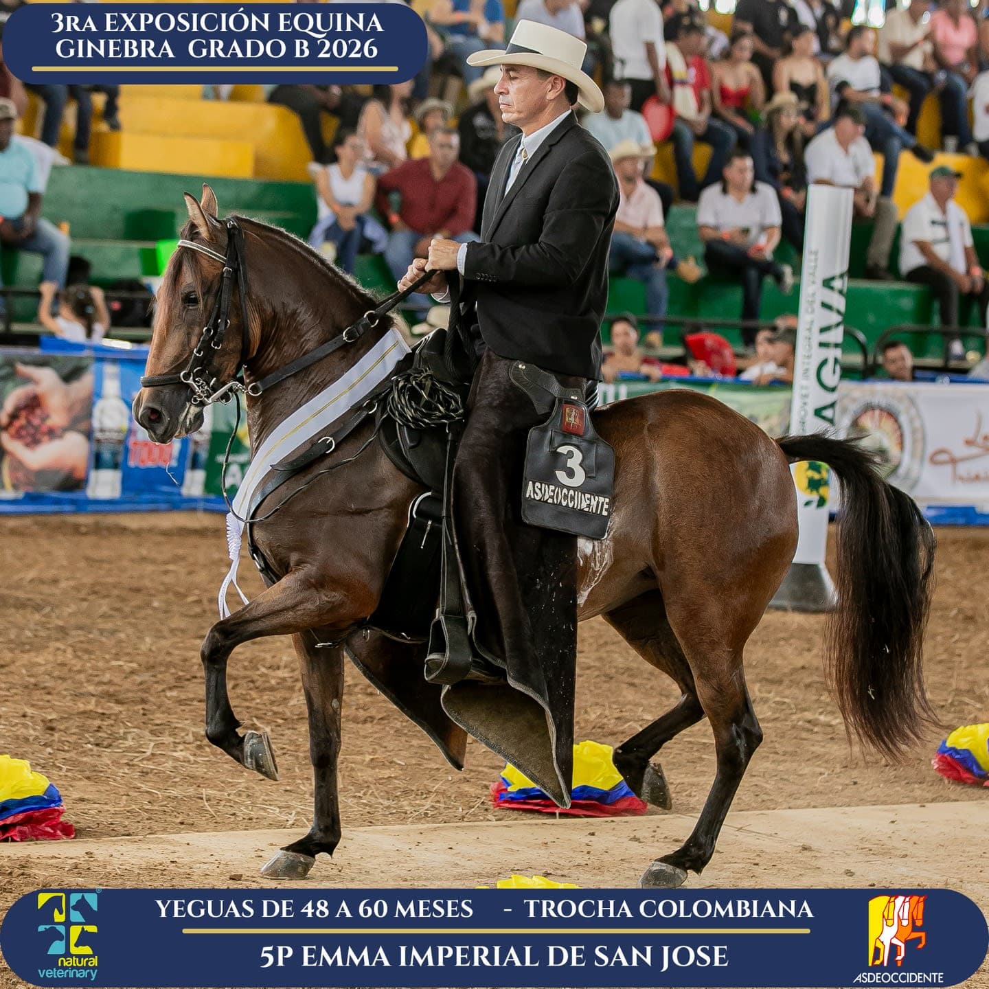 Foto de Emma Imperial de San Jose, Yegua, Criollo Colombiano, Trocha Pura Colombiana (P3)