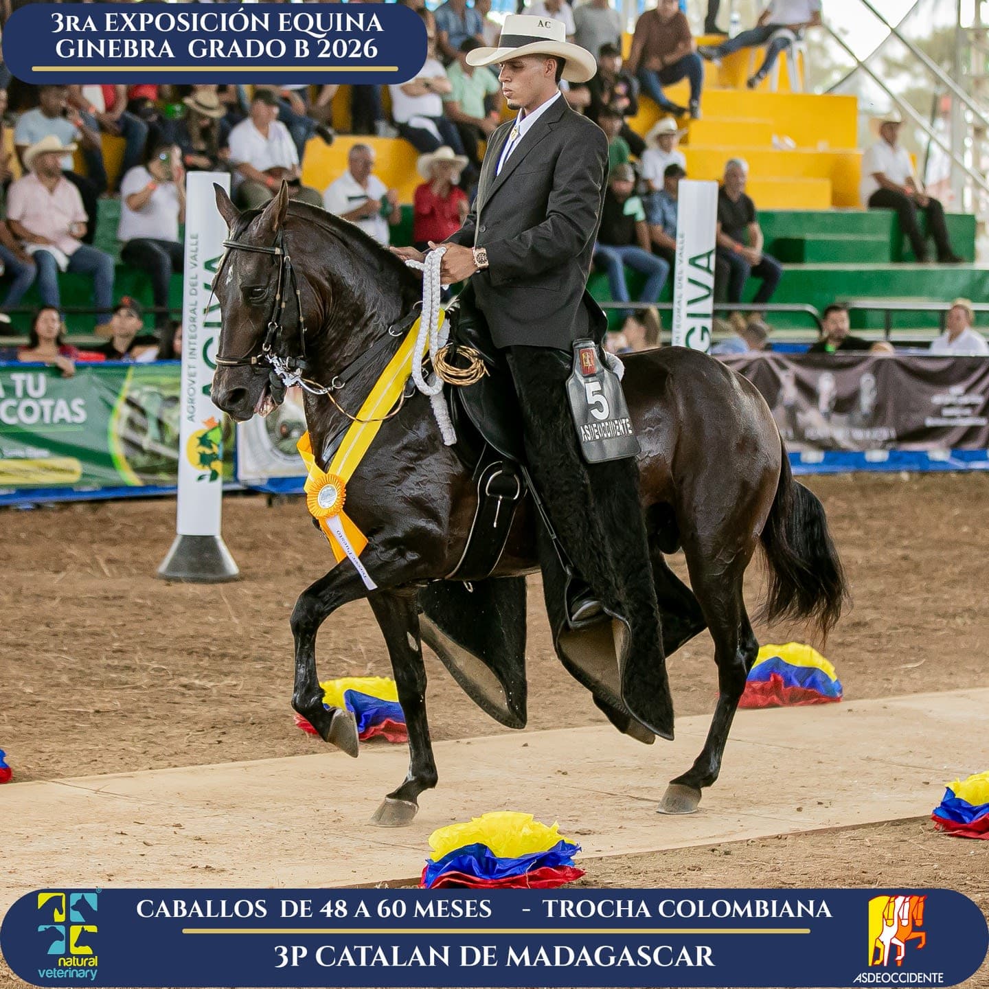 Foto de Catalan de Madagascar, Semental, Criollo Colombiano, Trocha Pura Colombiana (P3)