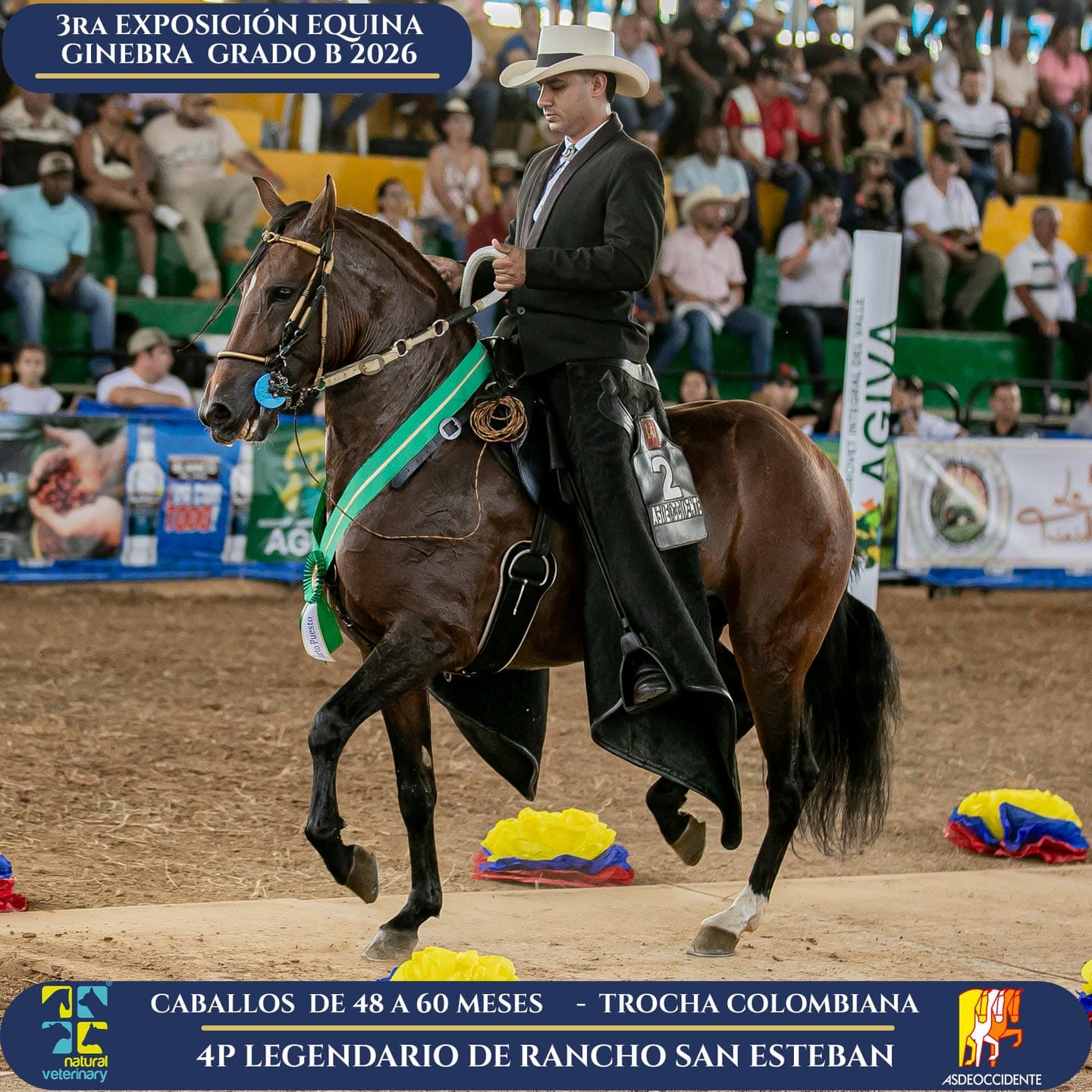 Foto de Legendario de Rancho San Esteban, Semental, Criollo Colombiano, Trocha Pura Colombiana (P3)