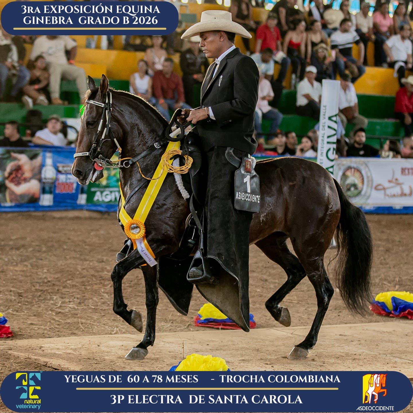 Foto de Electra de Santa Carola, Yegua, Criollo Colombiano, Trocha Pura Colombiana (P3)
